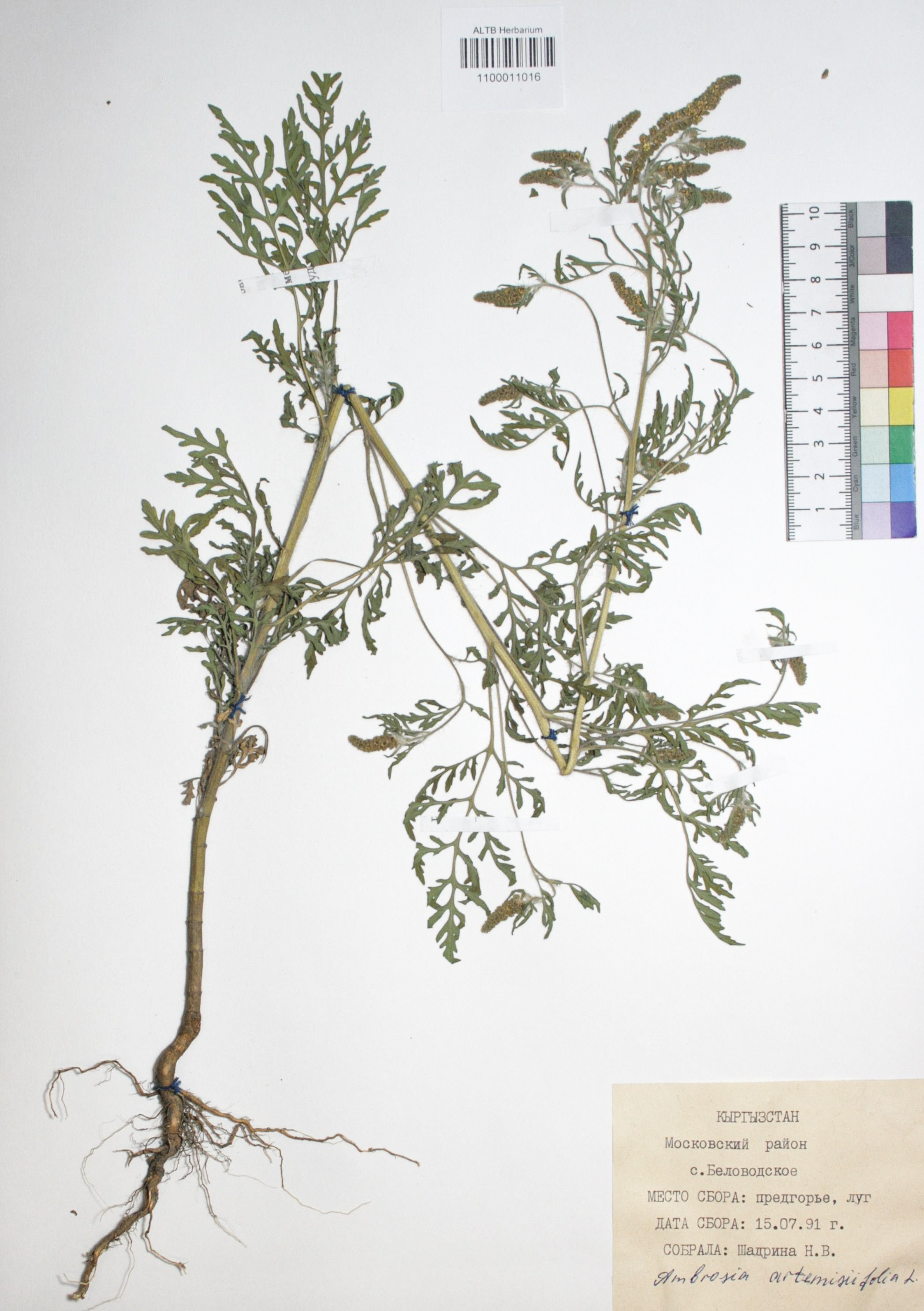 Ambrosia artemisiifolia L.