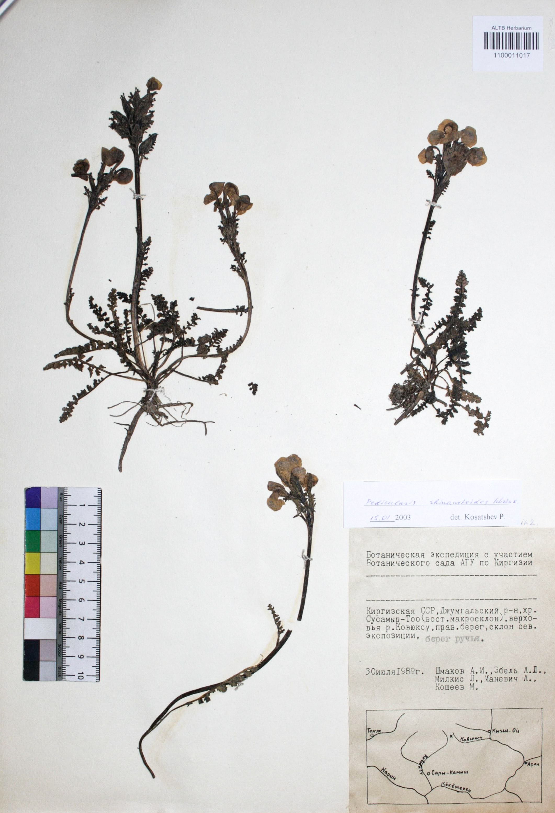 Pedicularis rhinanthoides Schrenk.