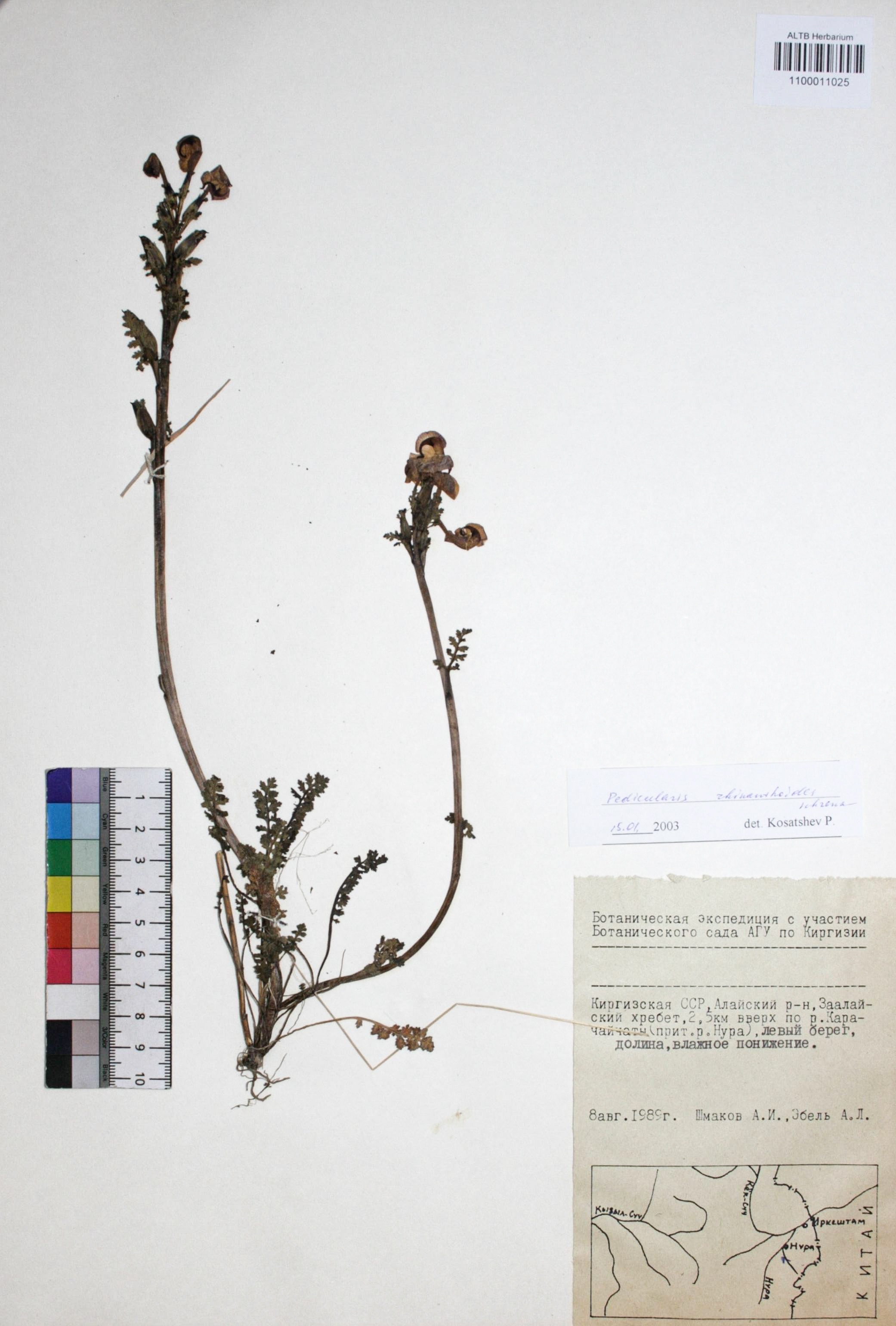 Milium effusum L.