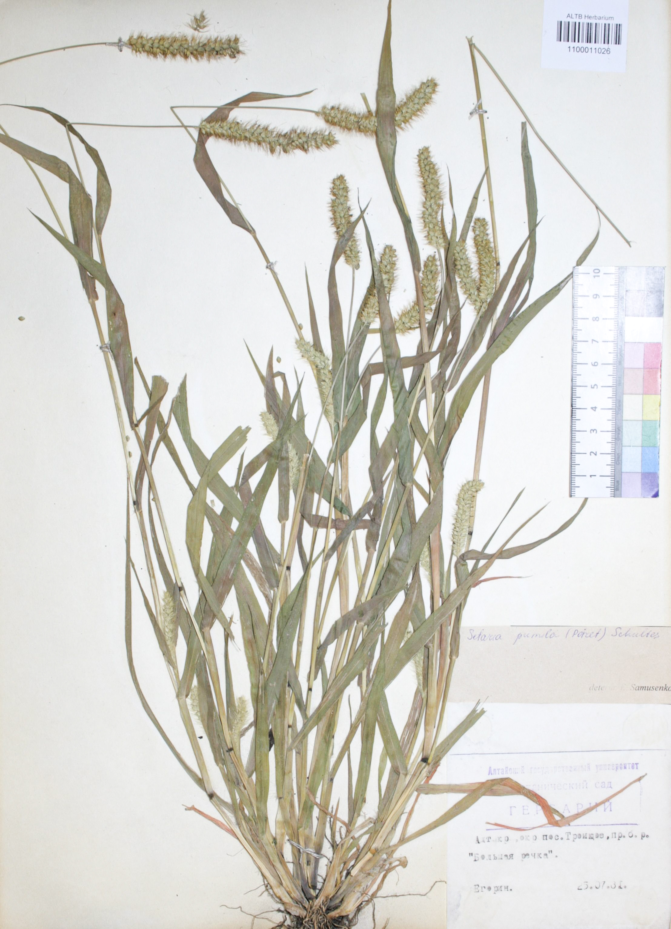 Setaria pumila (Poir.) Schult.