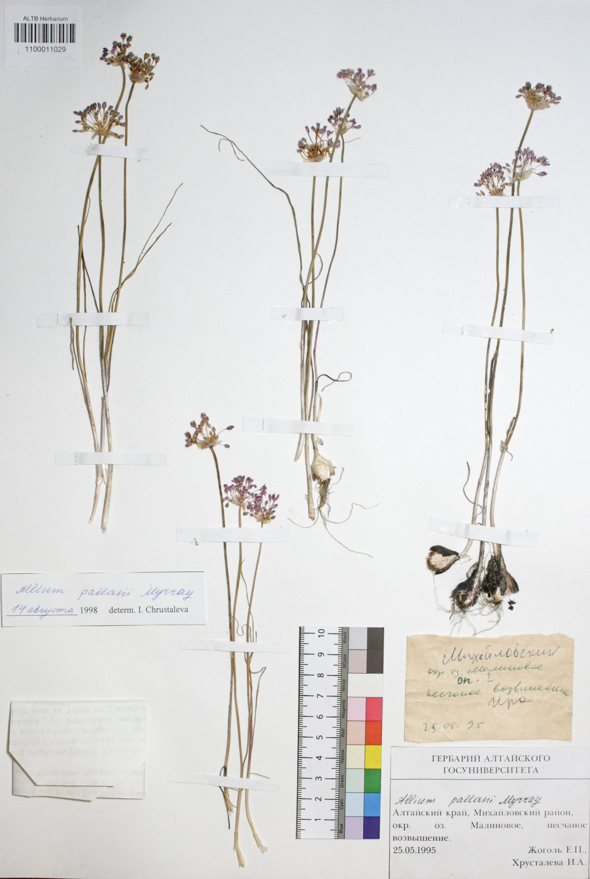 Allium pallasii Murray