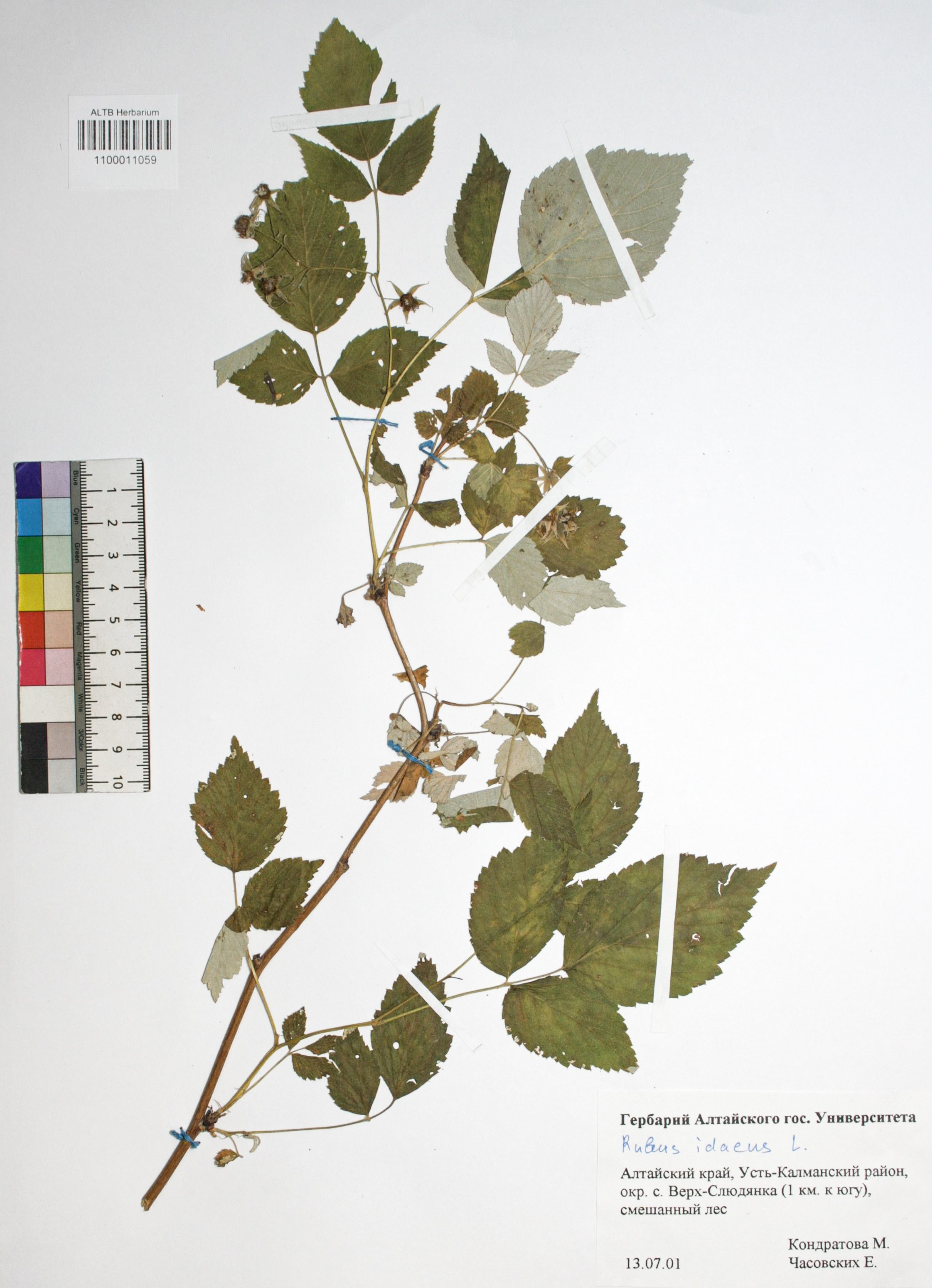 Rubus idaeus L.
