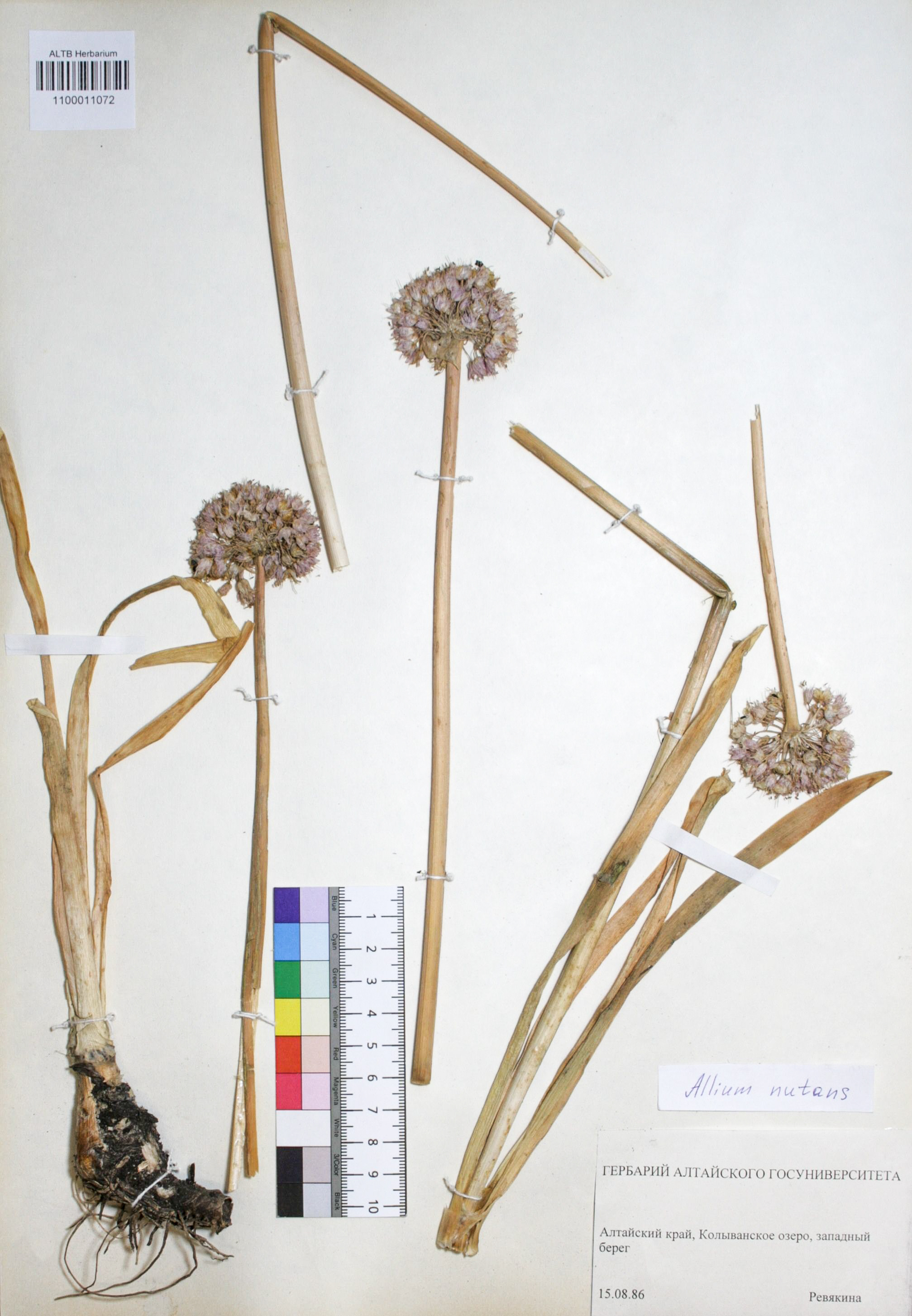 Allium nutans L.