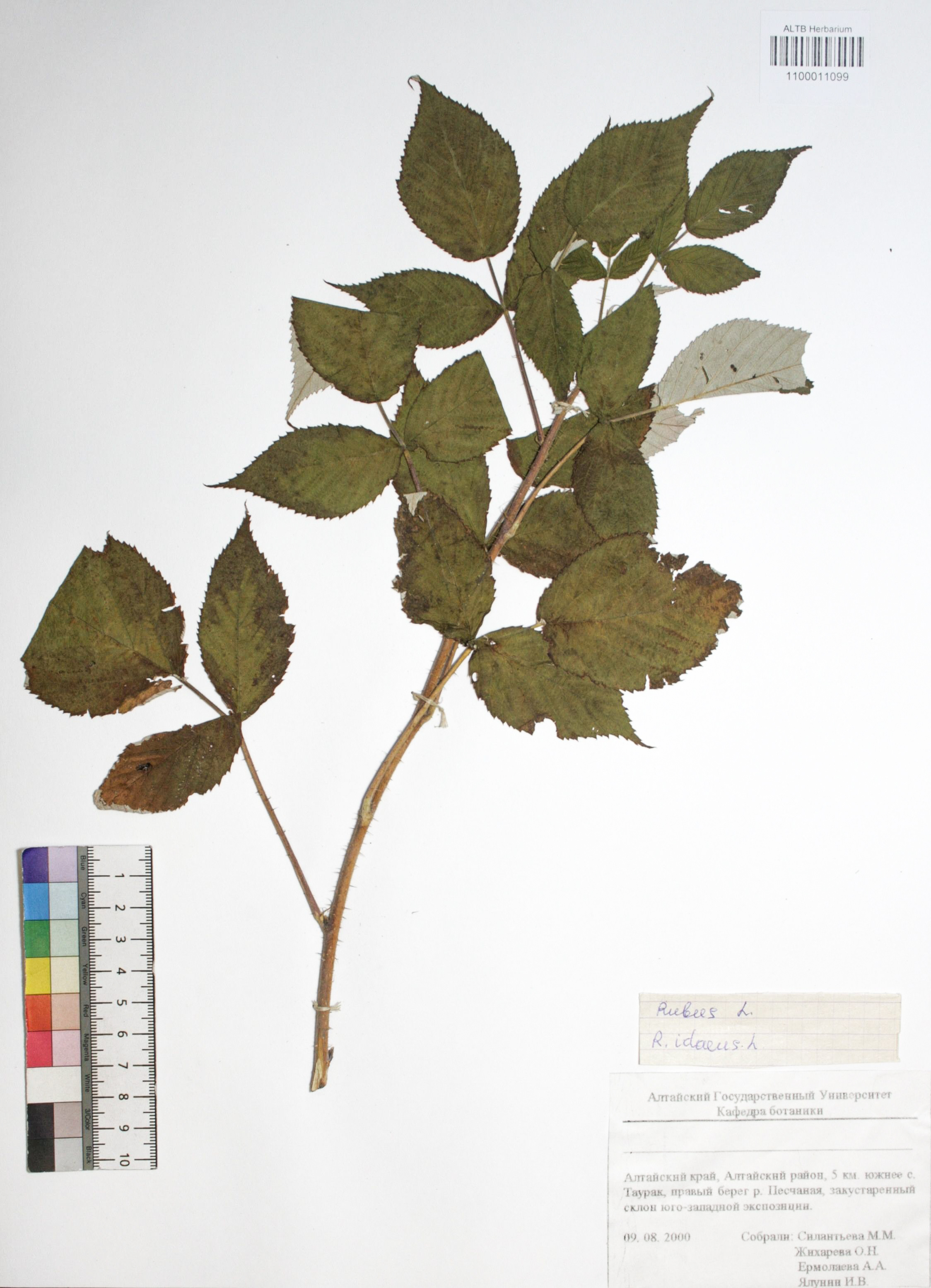 Rubus idaeus L.