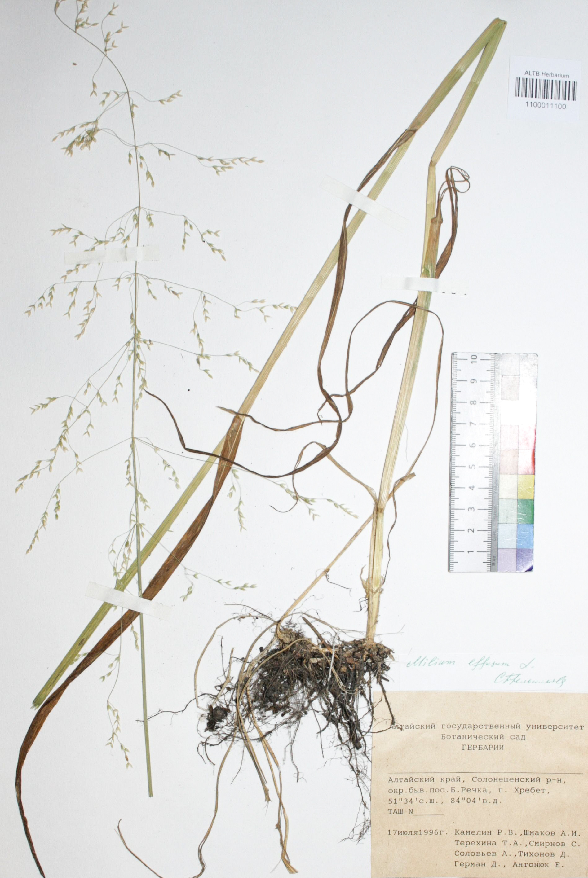 Milium effusum L.