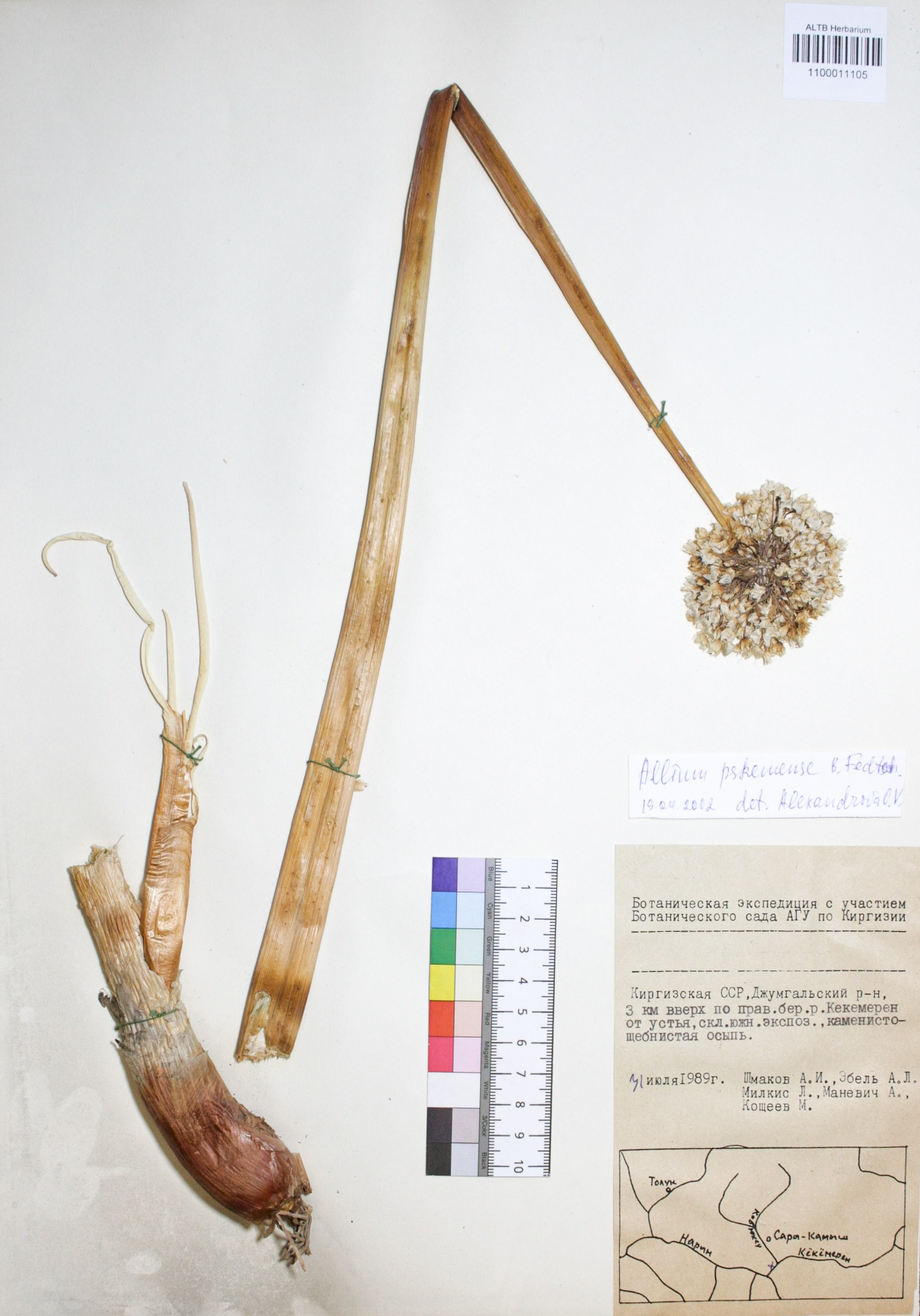Allium pskemense B. Fedtsch.