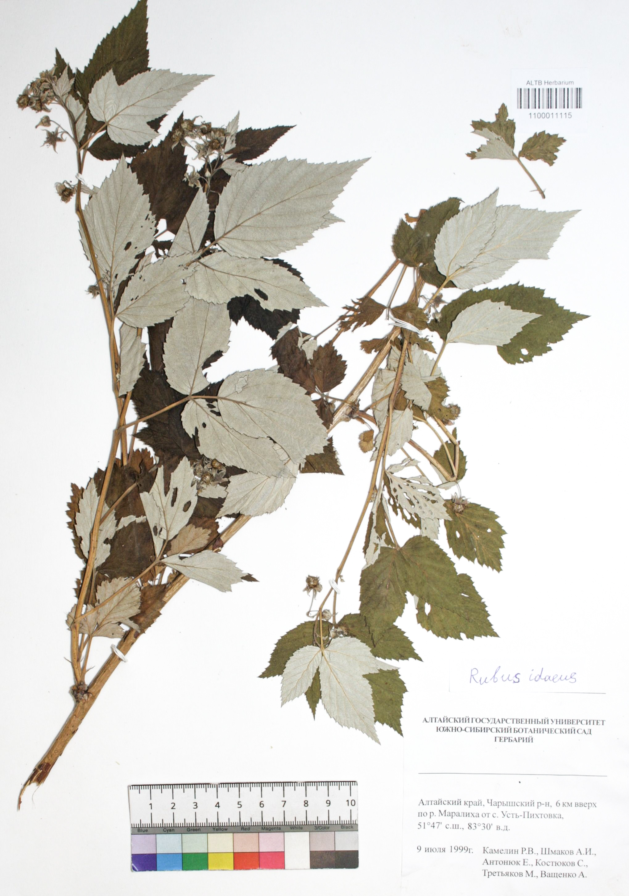 Rubus idaeus L.