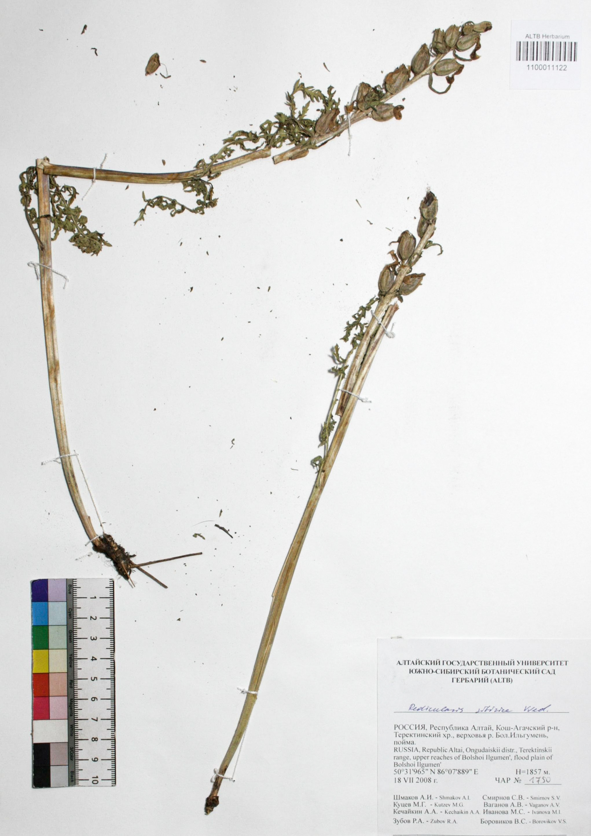 Pedicularis sibirica Vved.