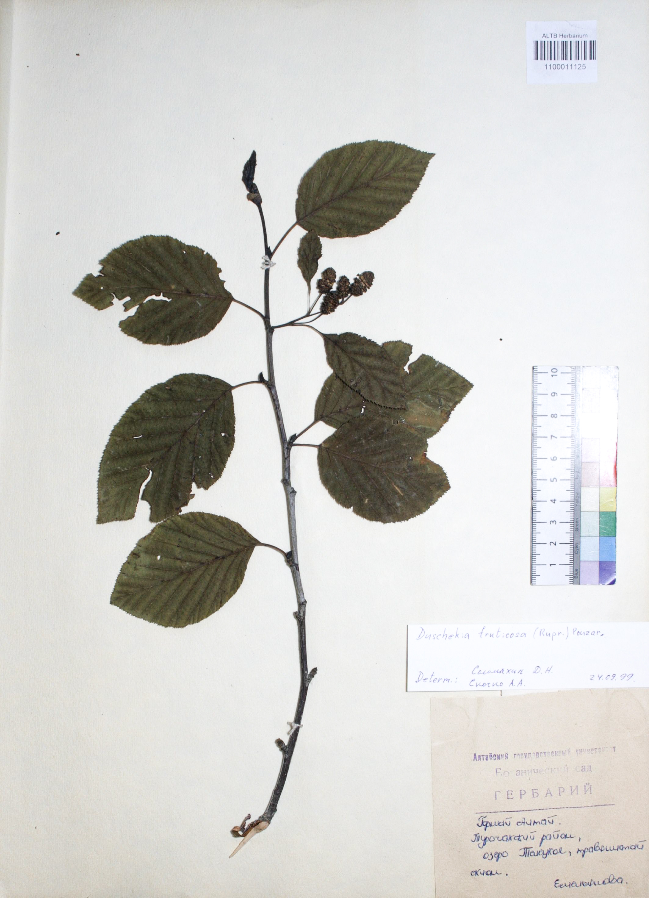 Duschekia fruticosa (Rupr.) Pouzar