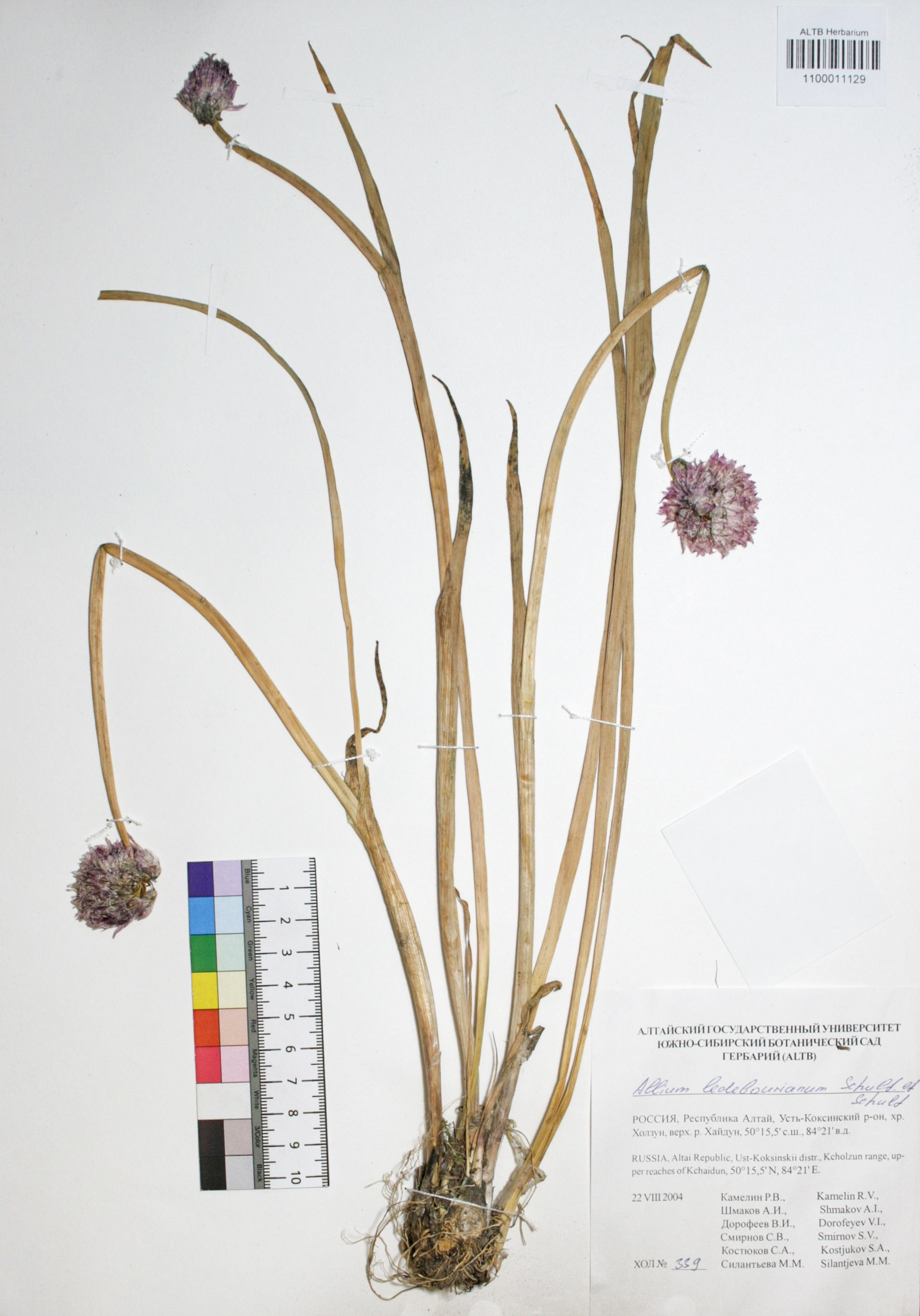 Allium ledebourianum Schulf. ef Schulf.