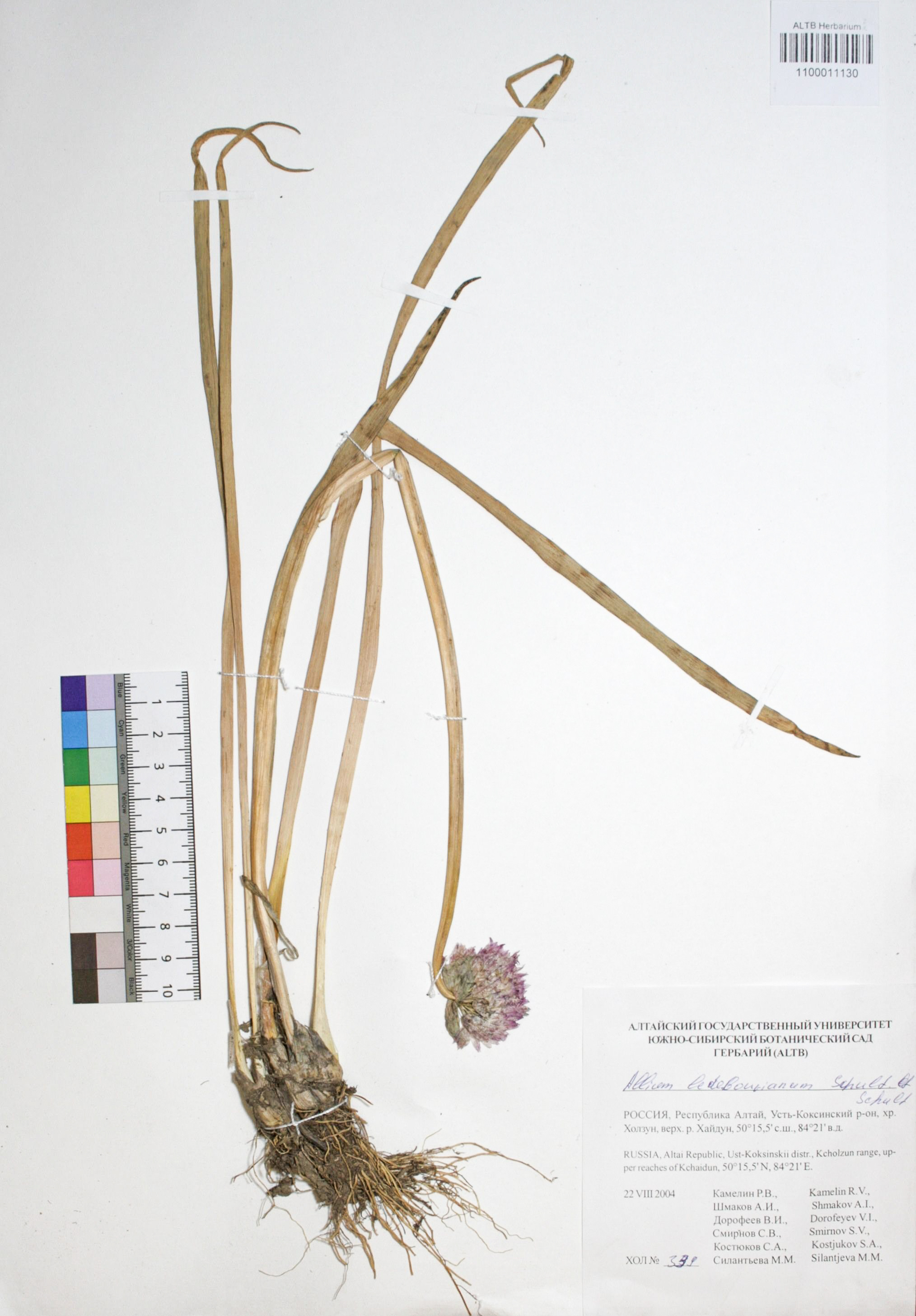 Allium ledebourianum Schulf. ef Schulf.