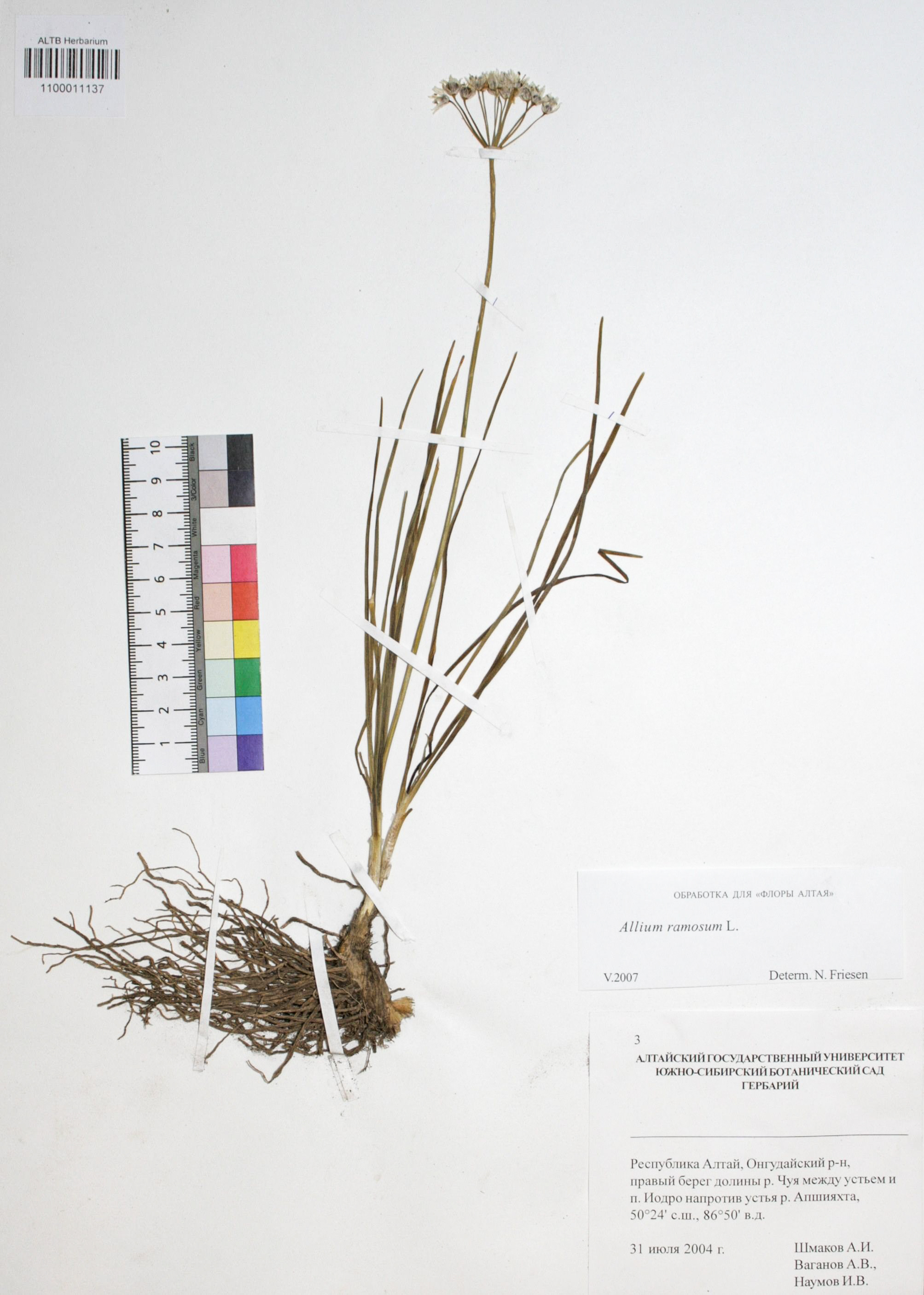 Allium ramosum L. 