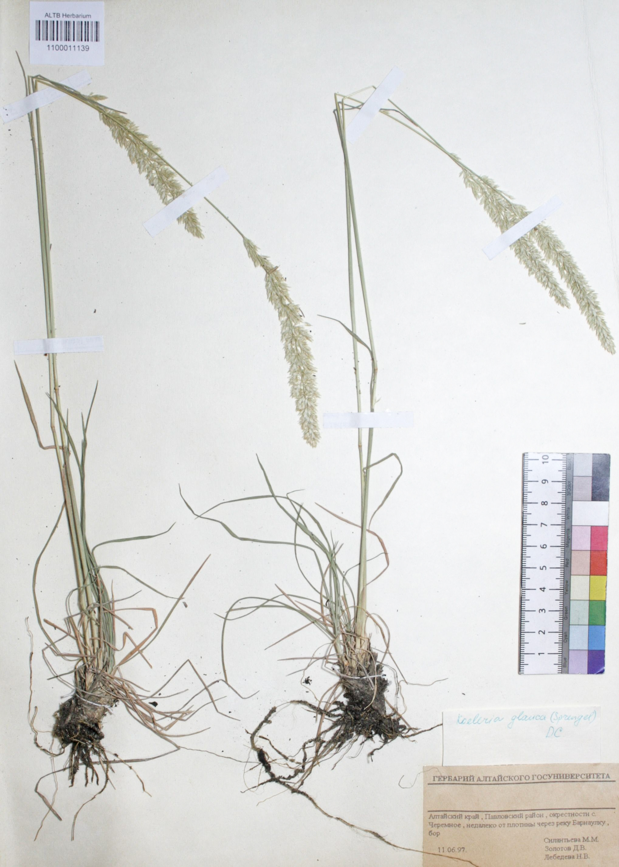 Koeleria glauca (Spreng.) DC. 