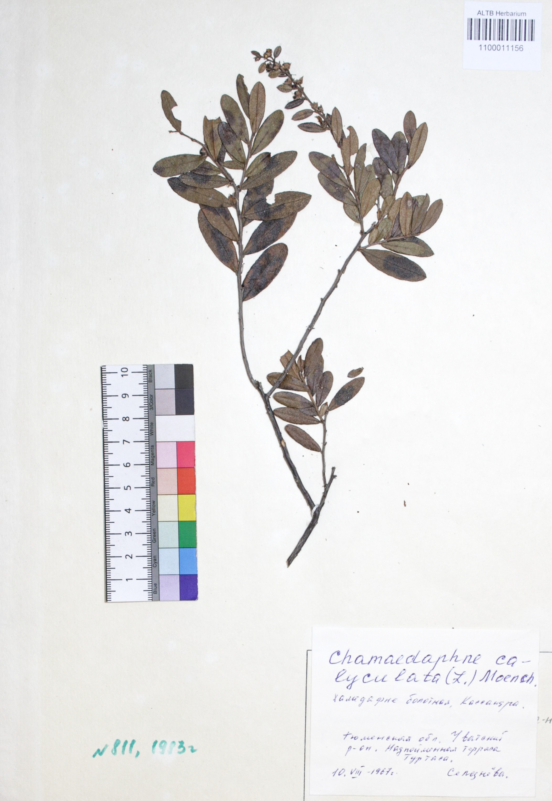 Chamaedaphne calyculata (L.) Moench