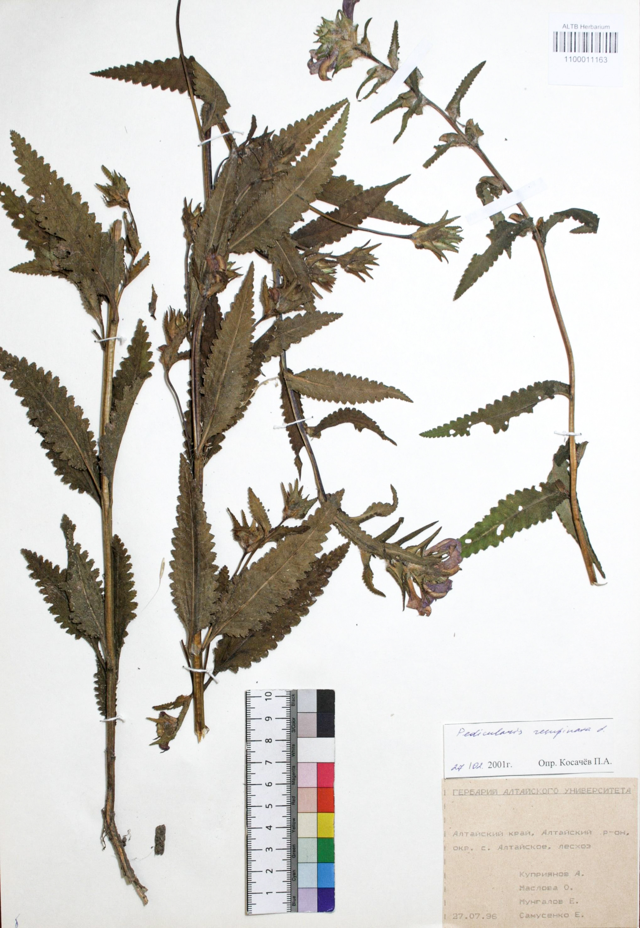 Pedicularis resupinata L.