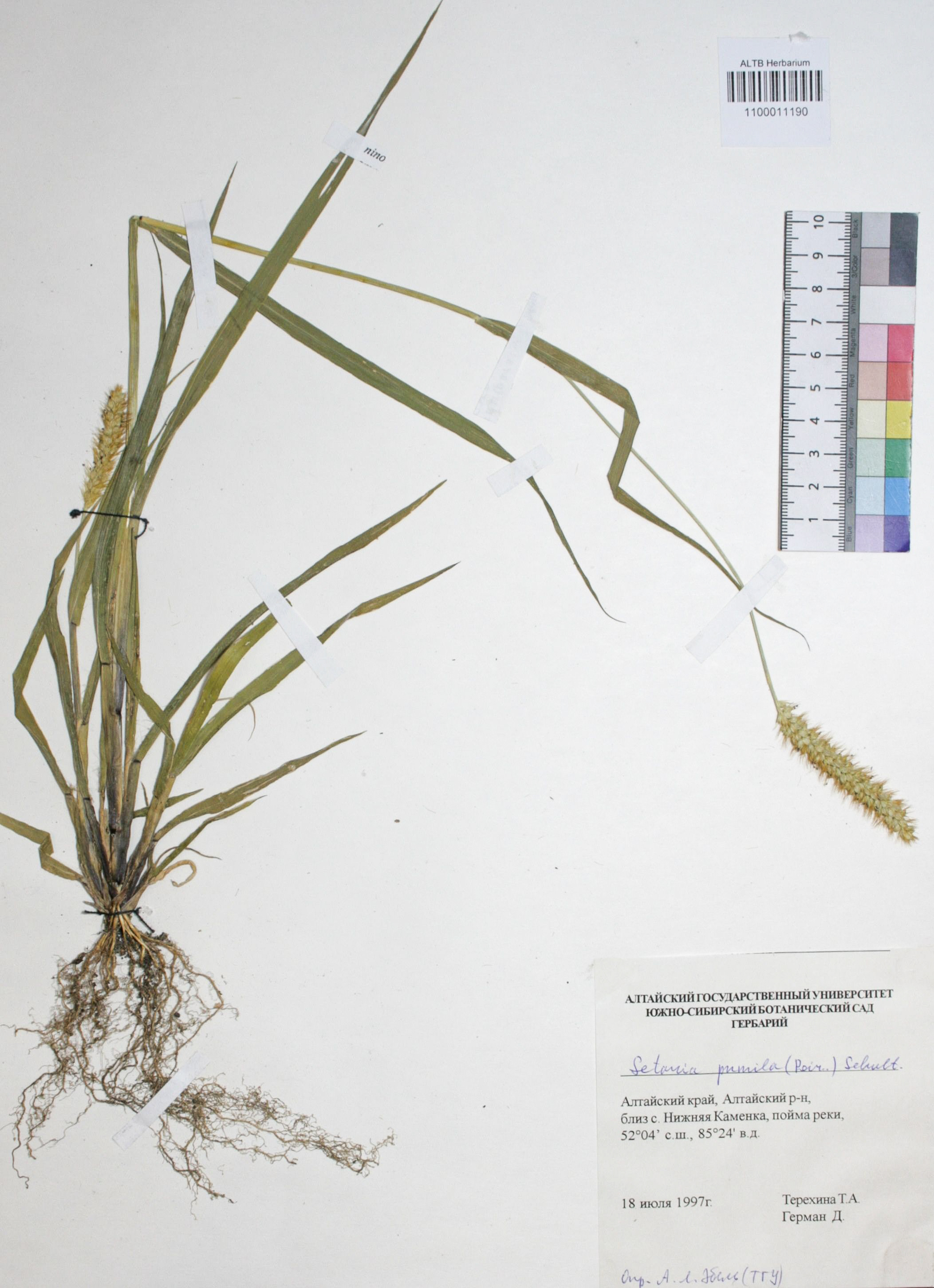 Setaria pumila (Poir.) Schult.