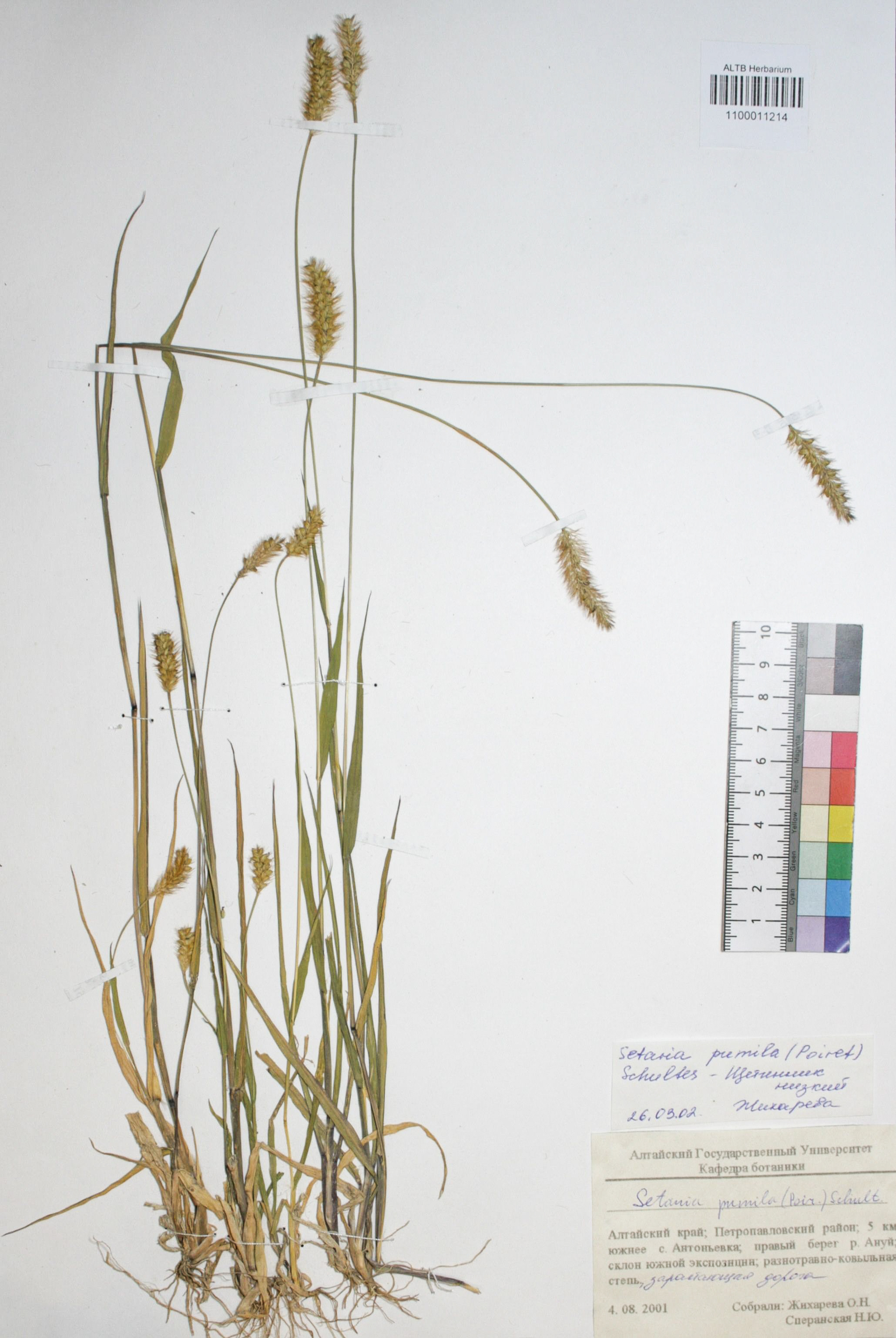 Setaria pumila (Poir.) Schult.