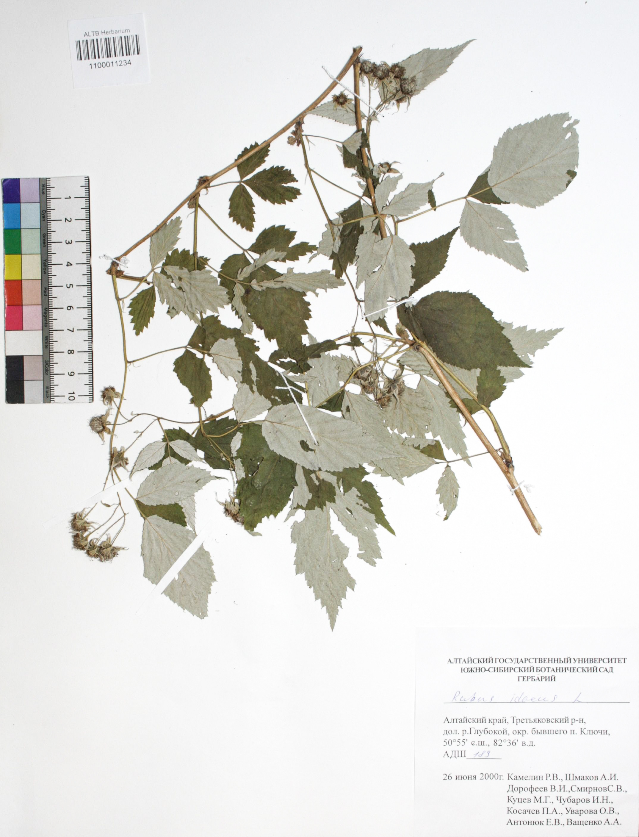 Rubus idaeus L.