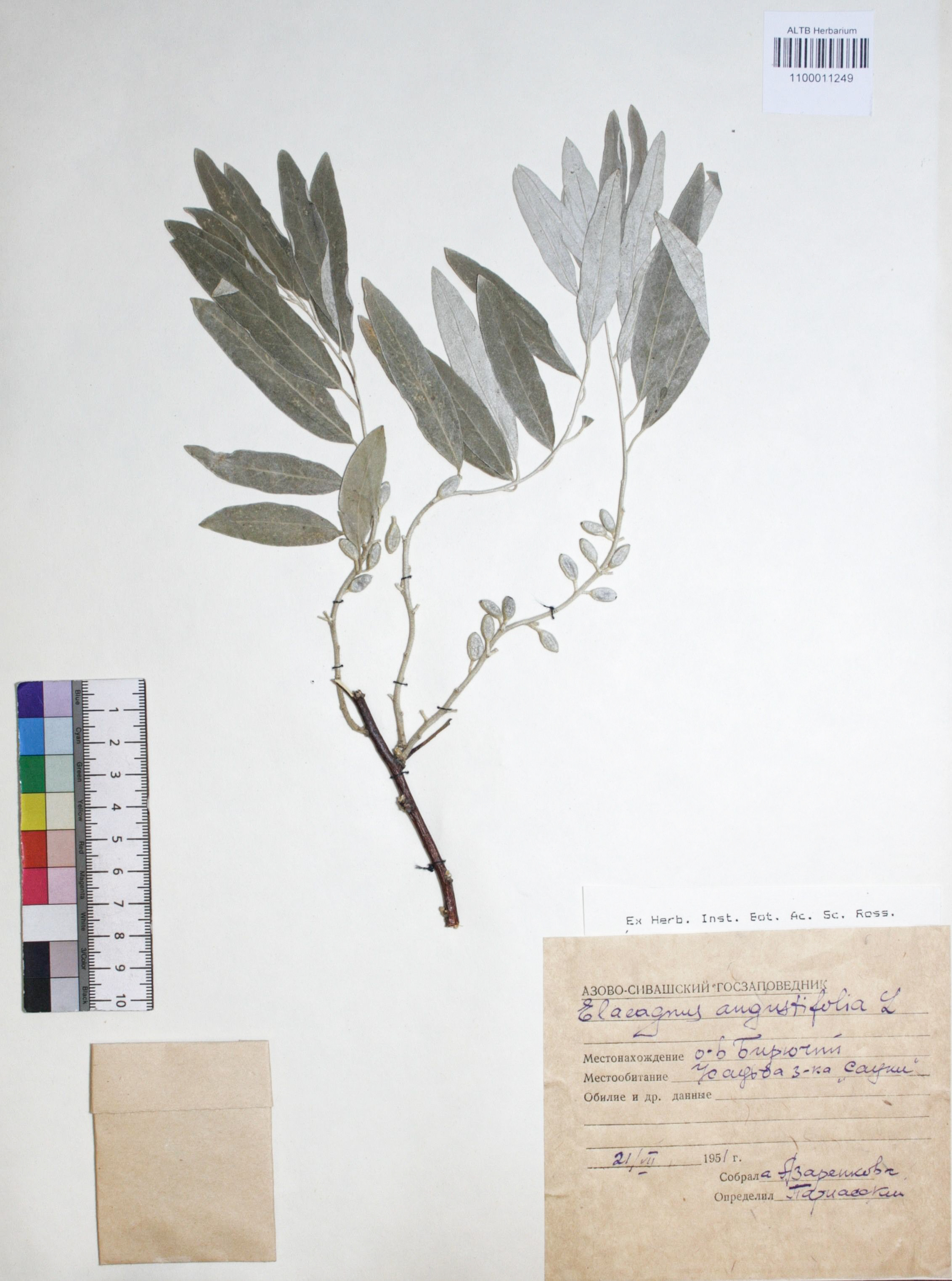 Elaeagnus angustifolia L.