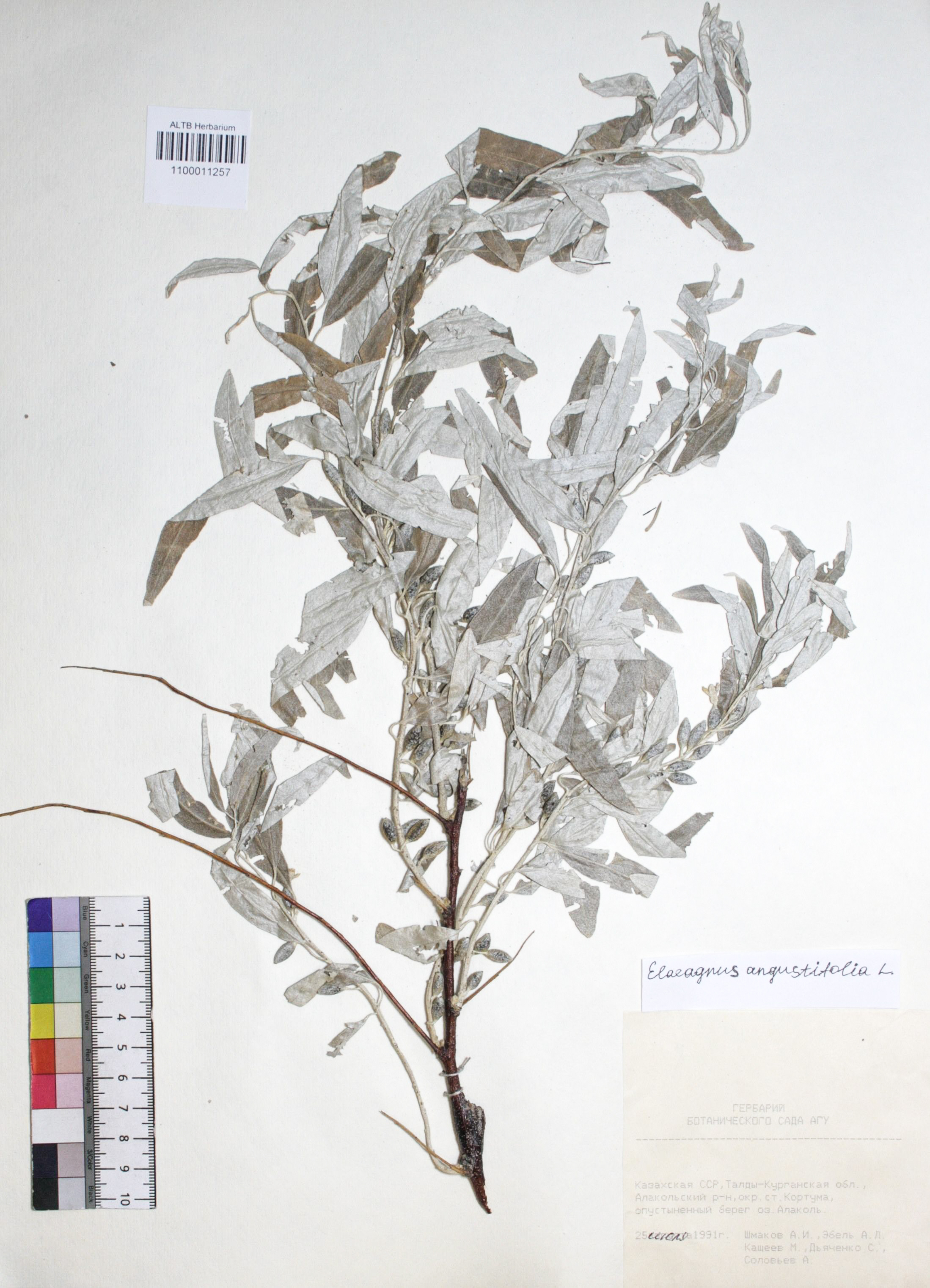 Elaeagnus angustifolia L.