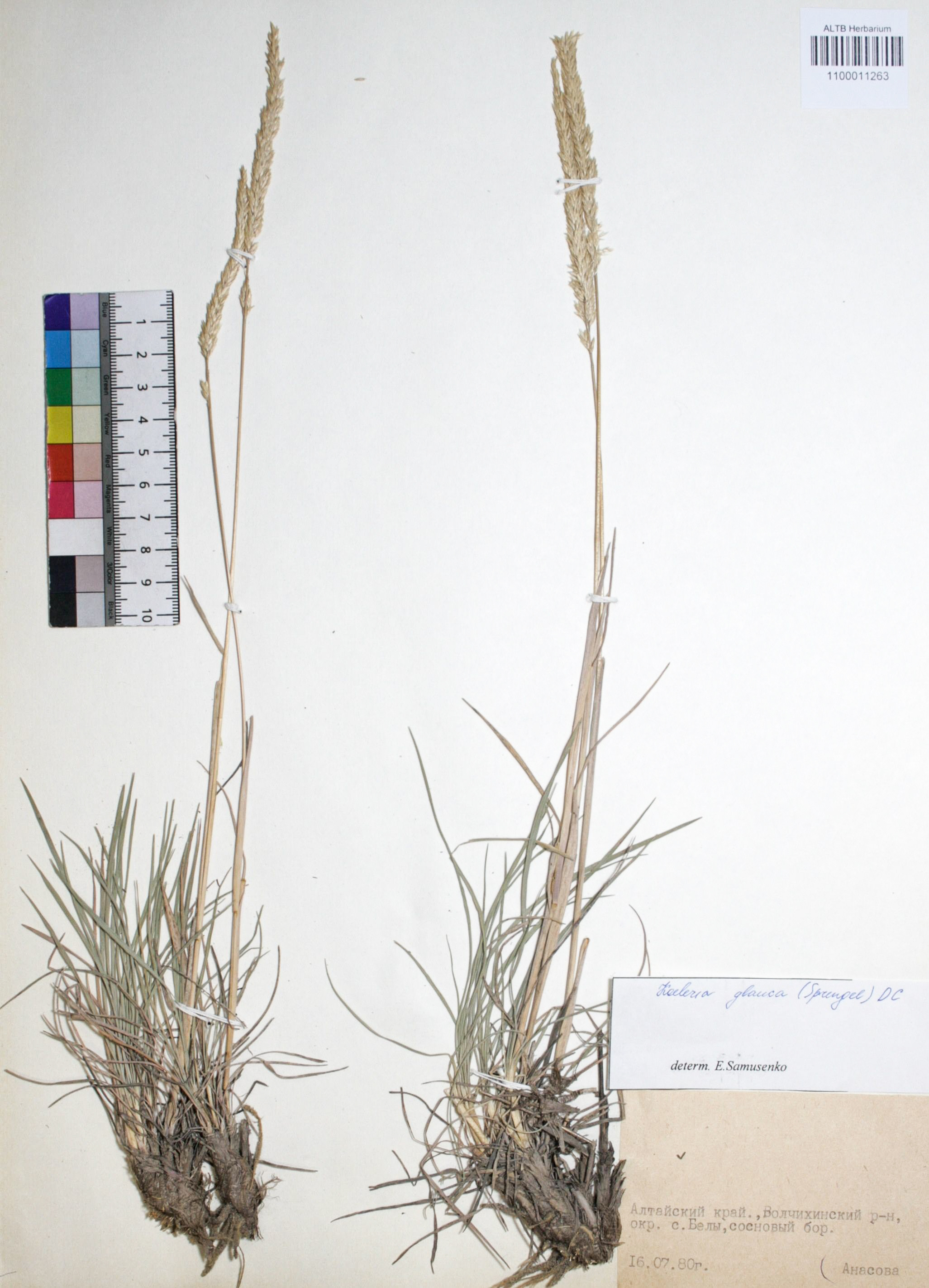 Koeleria glauca (Spreng.) DC. 