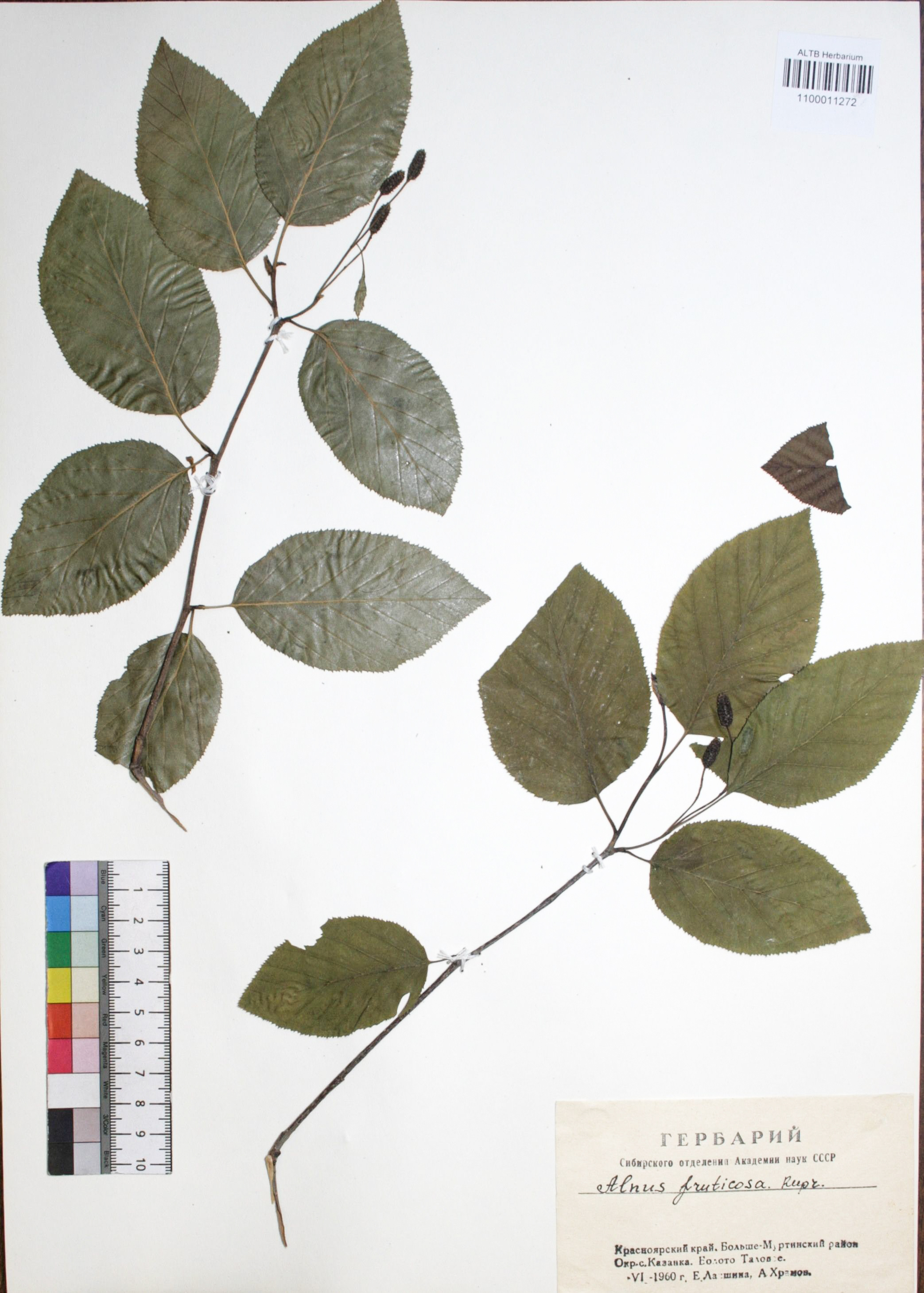 Alnus fruticosa Rupr.