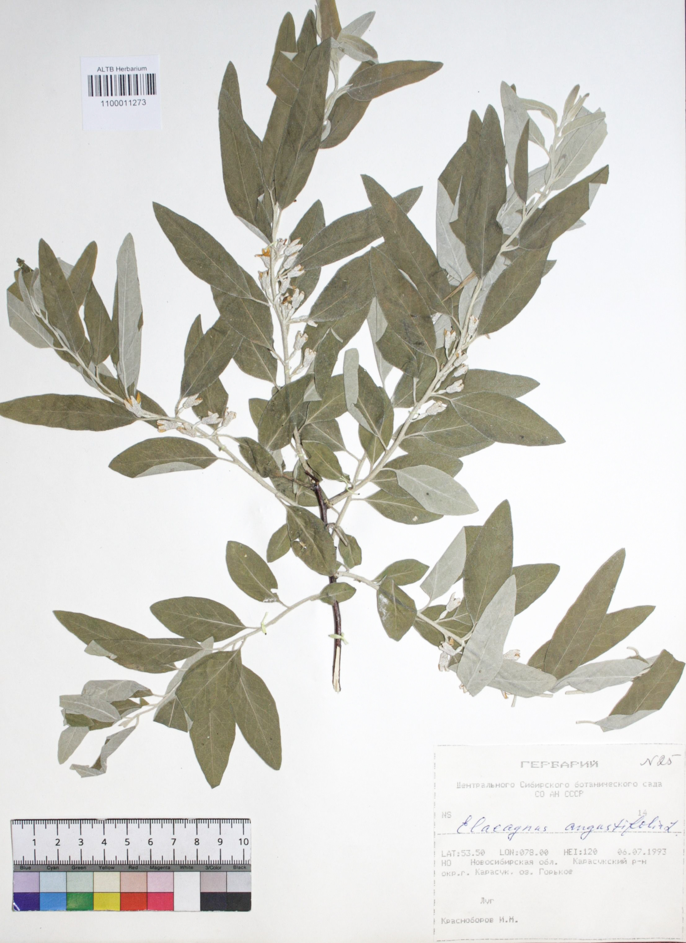 Elaeagnus angustifolia L.