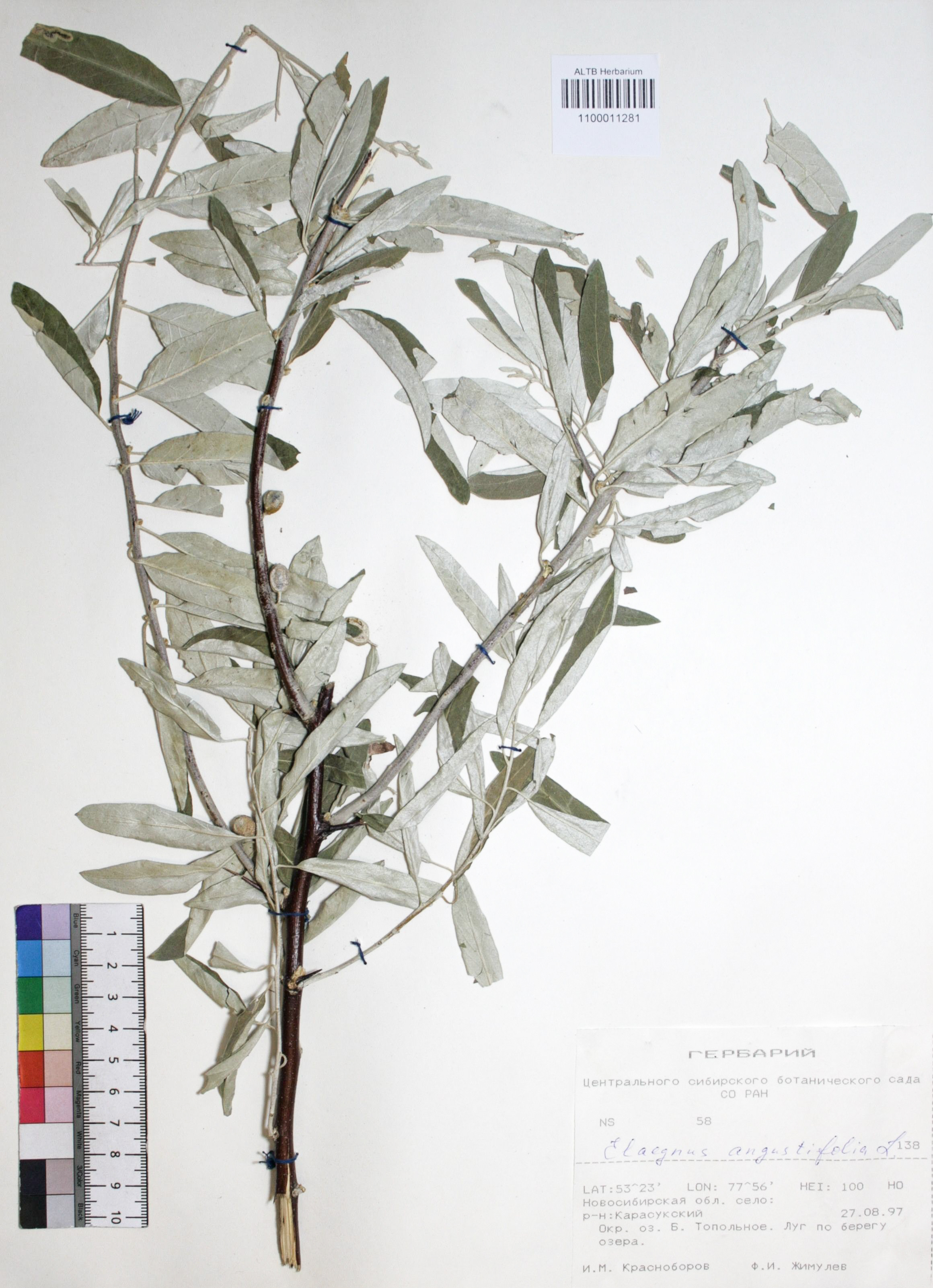 Elaeagnus angustifolia L.