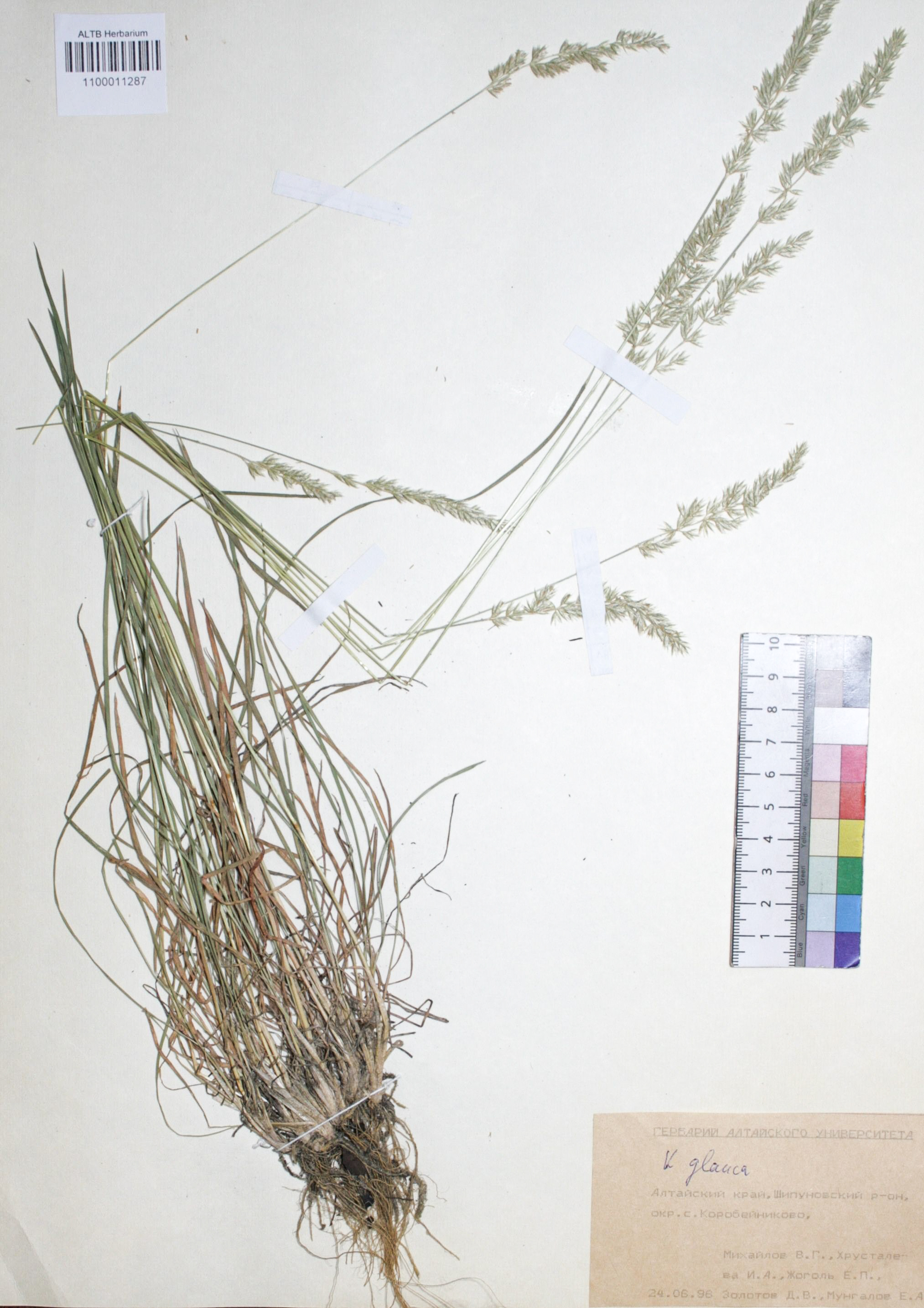 Koeleria glauca (Spreng.) DC. 