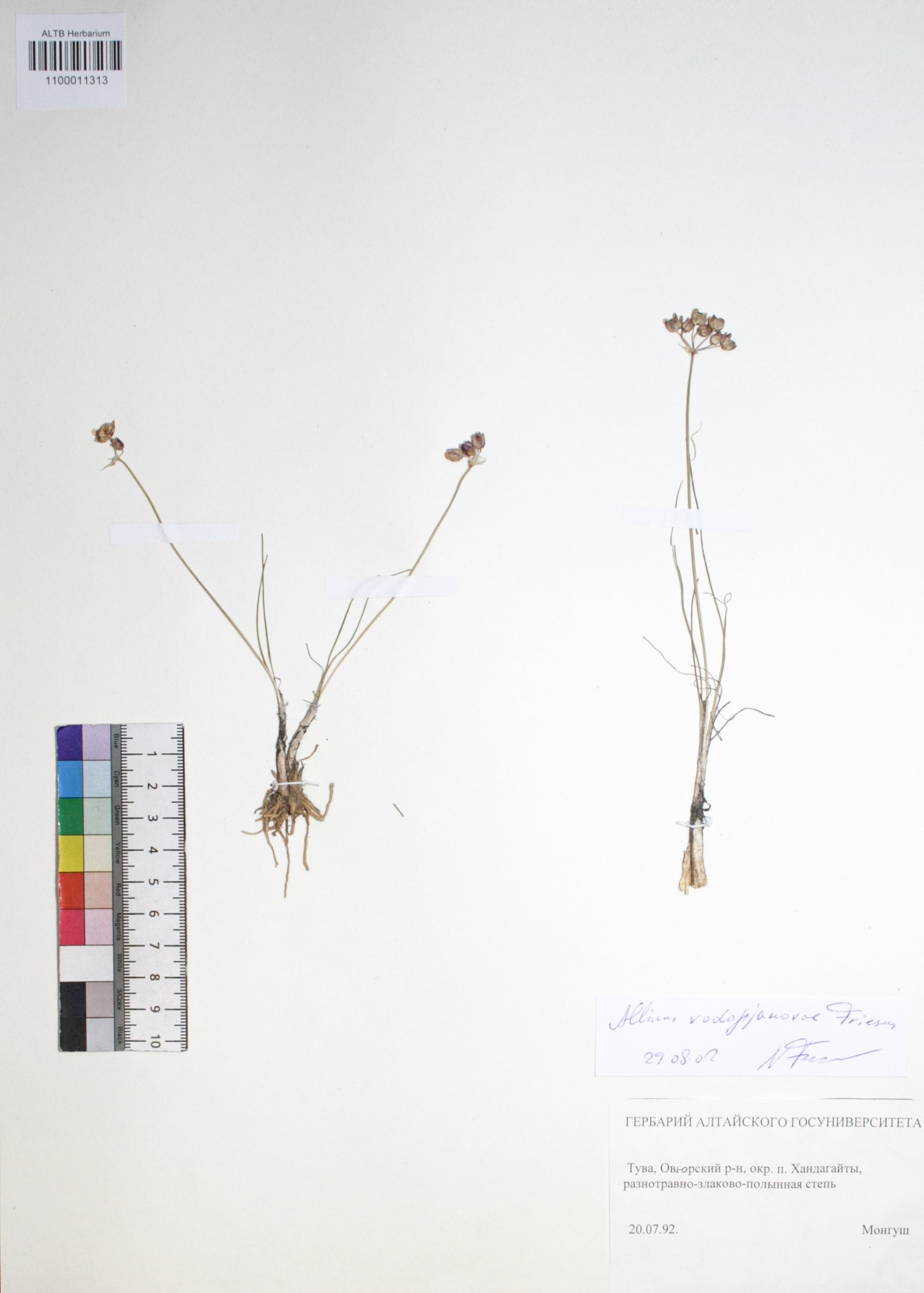 Allium vodopianovae Friesen s. str.