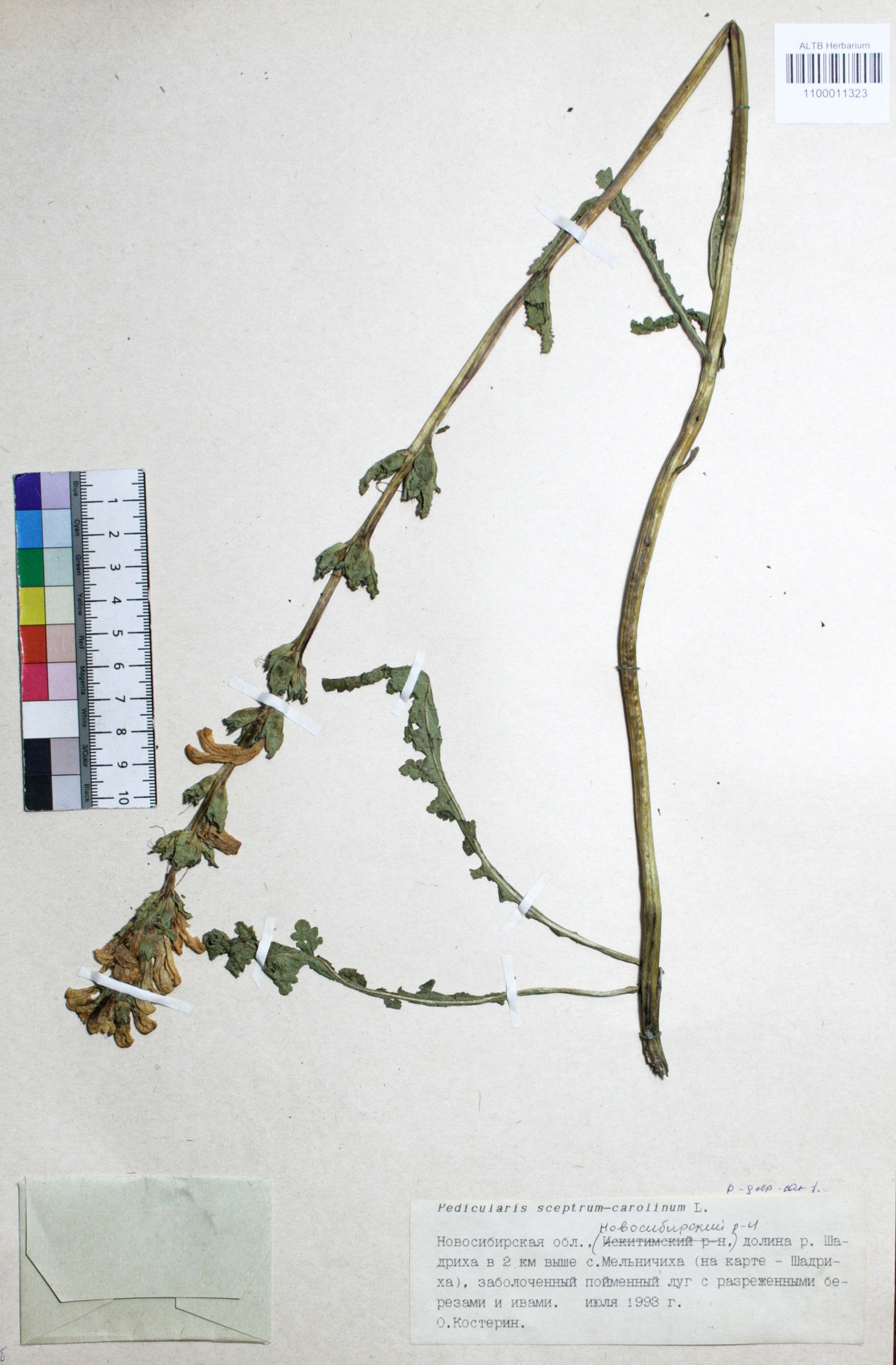 Pedicularis sceptrum-carolinum L.