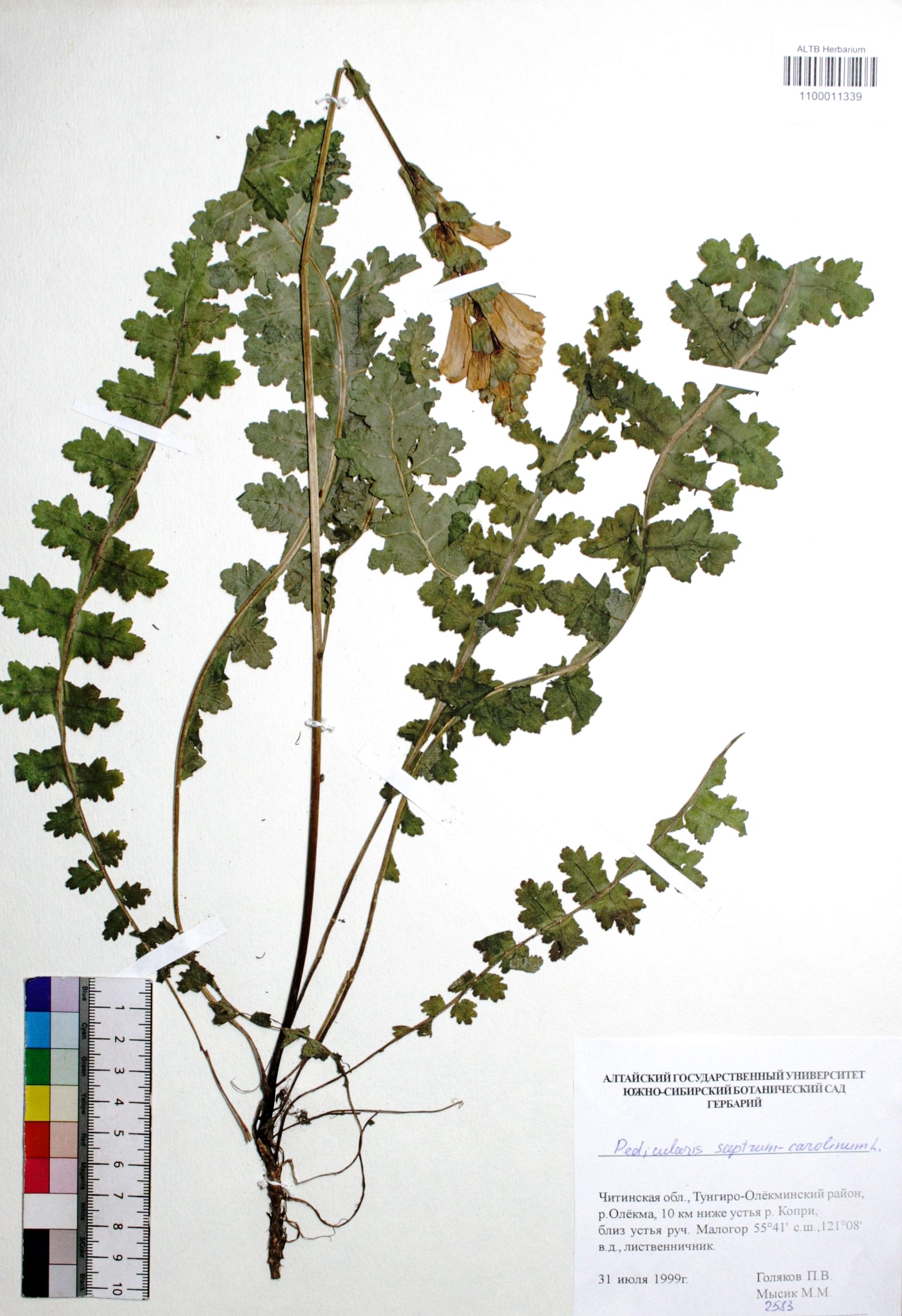 Pedicularis suptrum-carolinum L. 