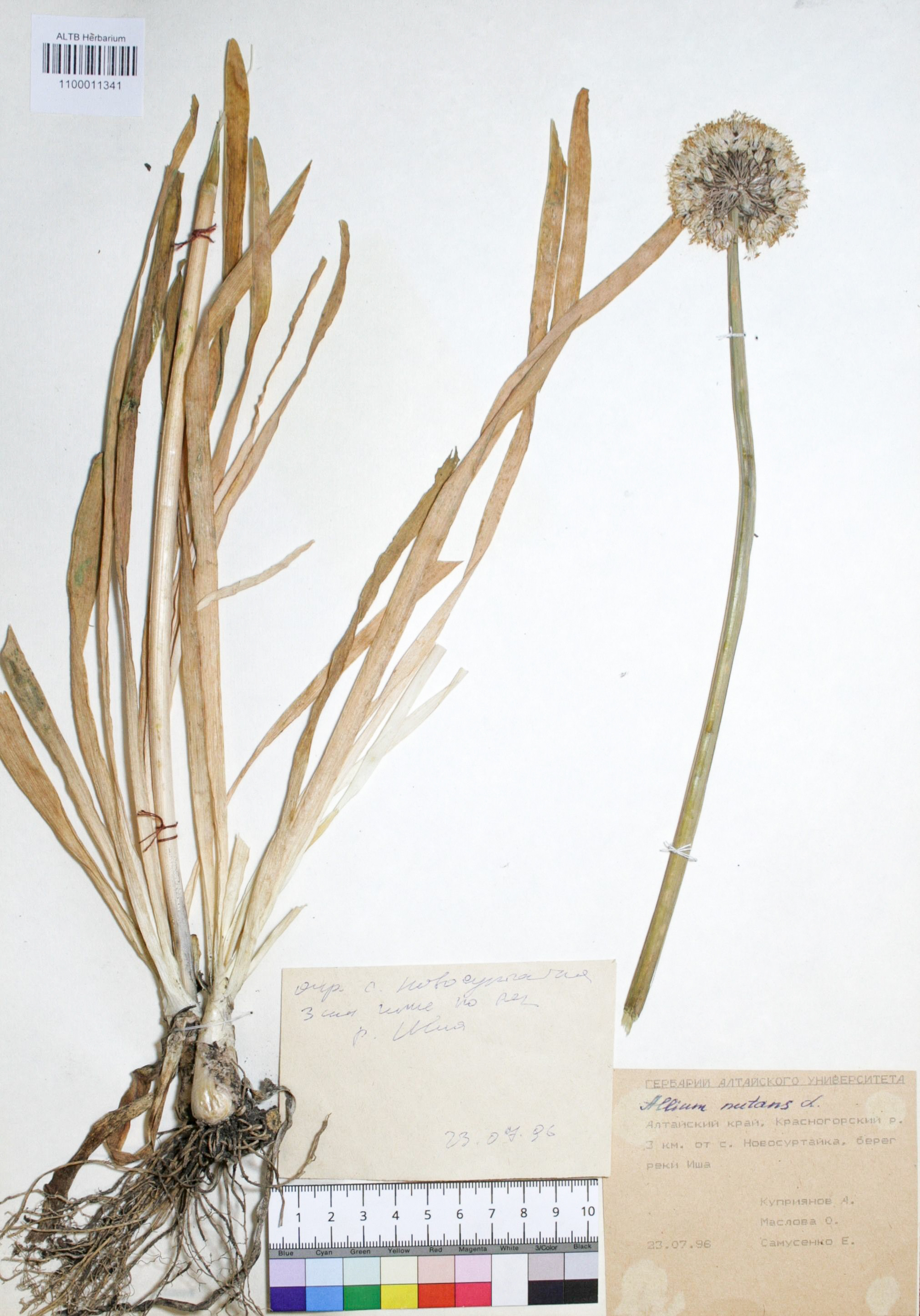 Allium nutans L.