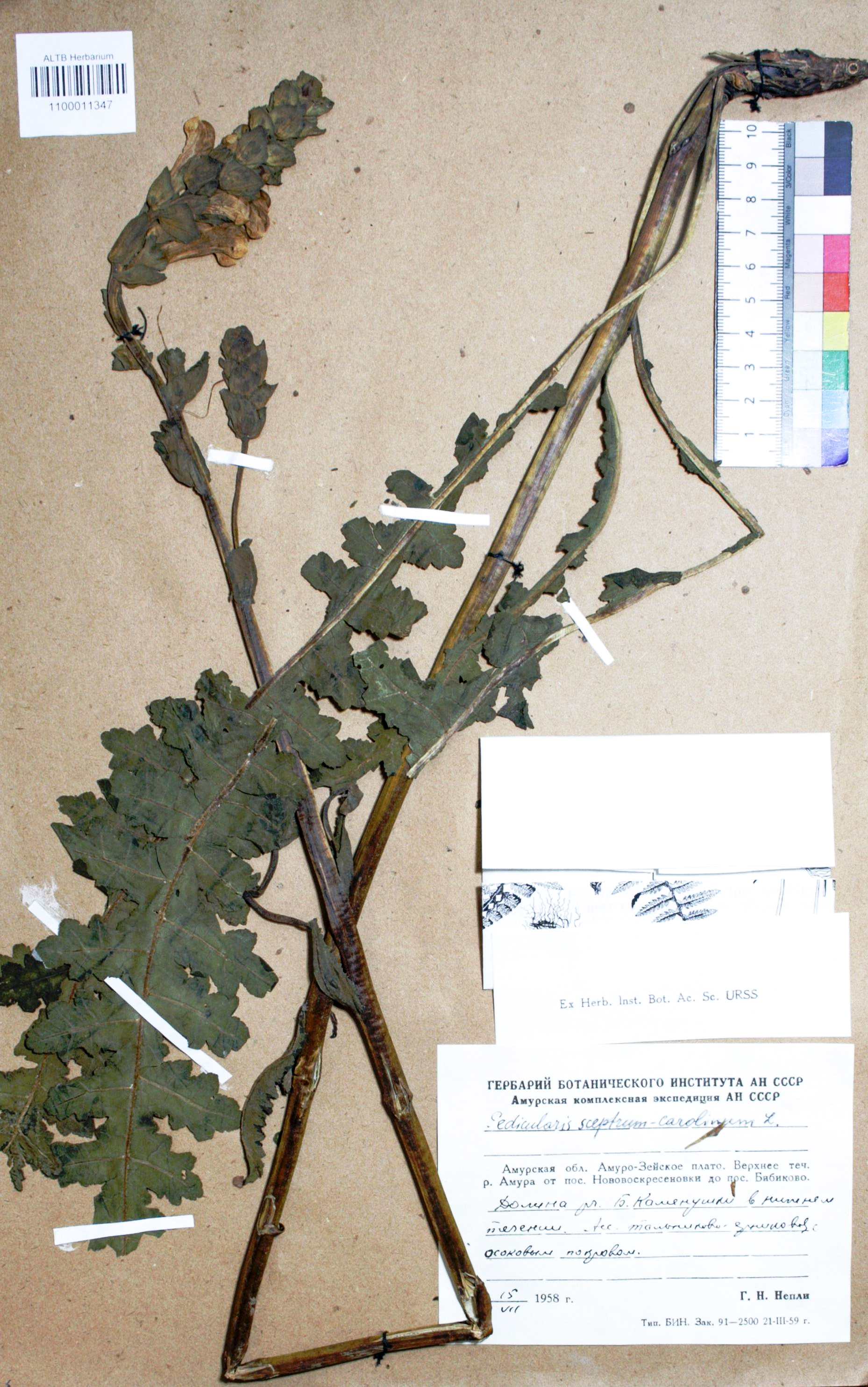 Pedicularis sceptrum-carolinum L.