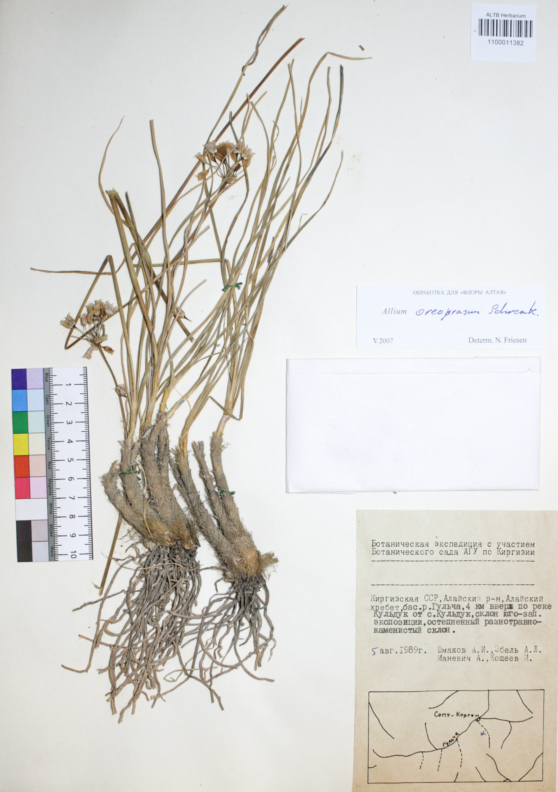 Allium oreoprasum Schrenk.