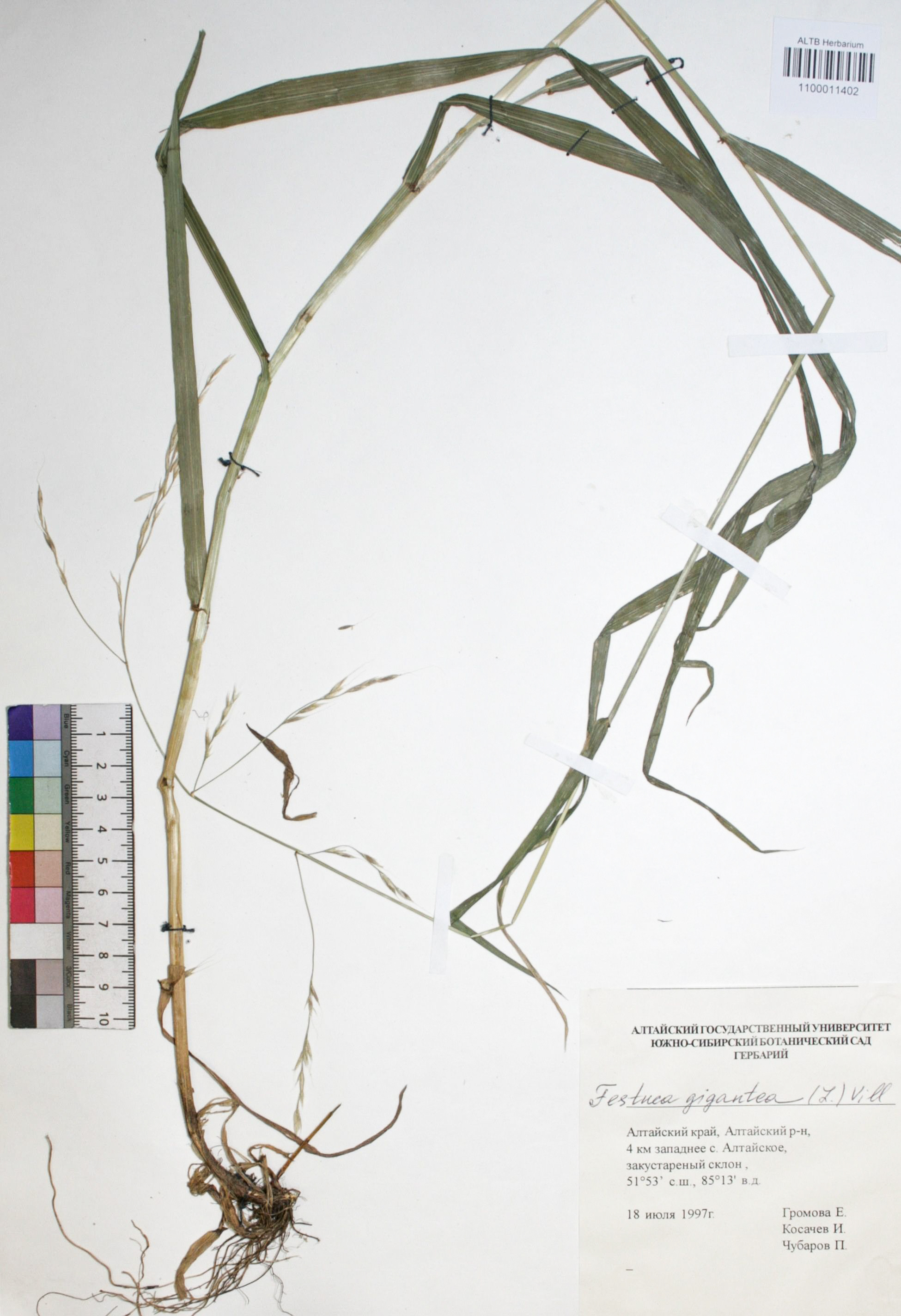 Festuca gigantea (L.) Vill.