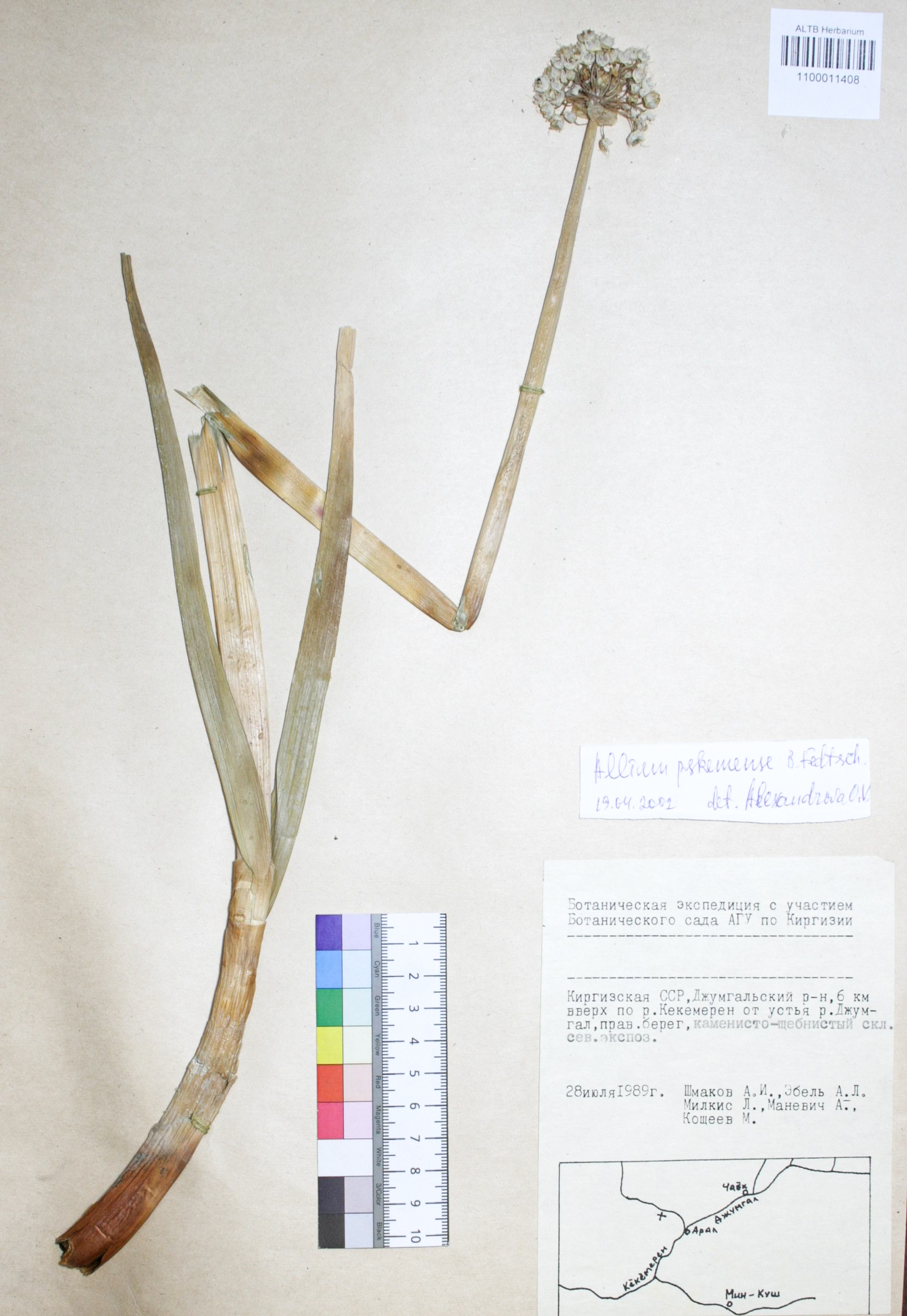 Allium pskemense B. Fedtsch.