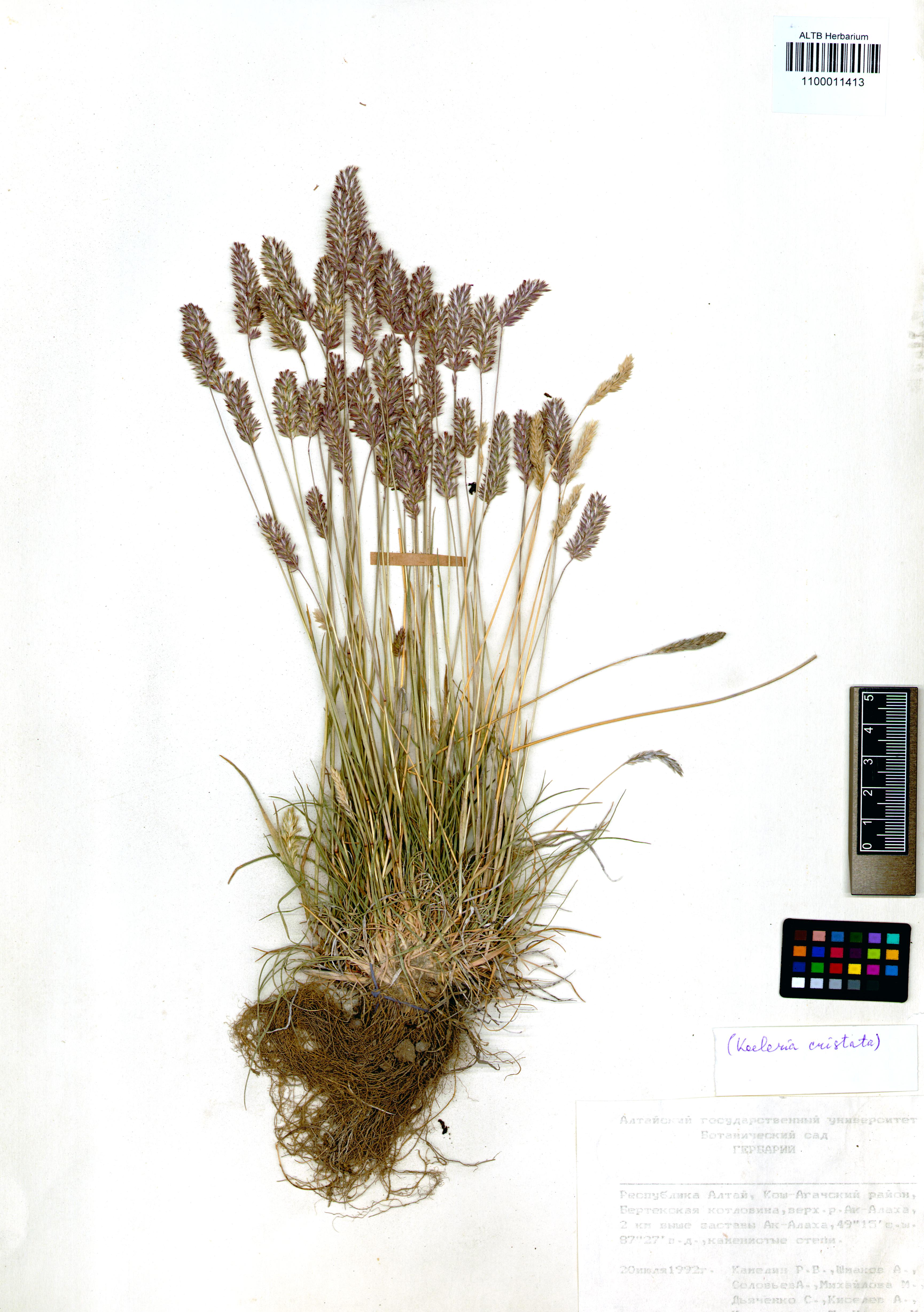Koeleria cristata (L.) Pers. s. str.