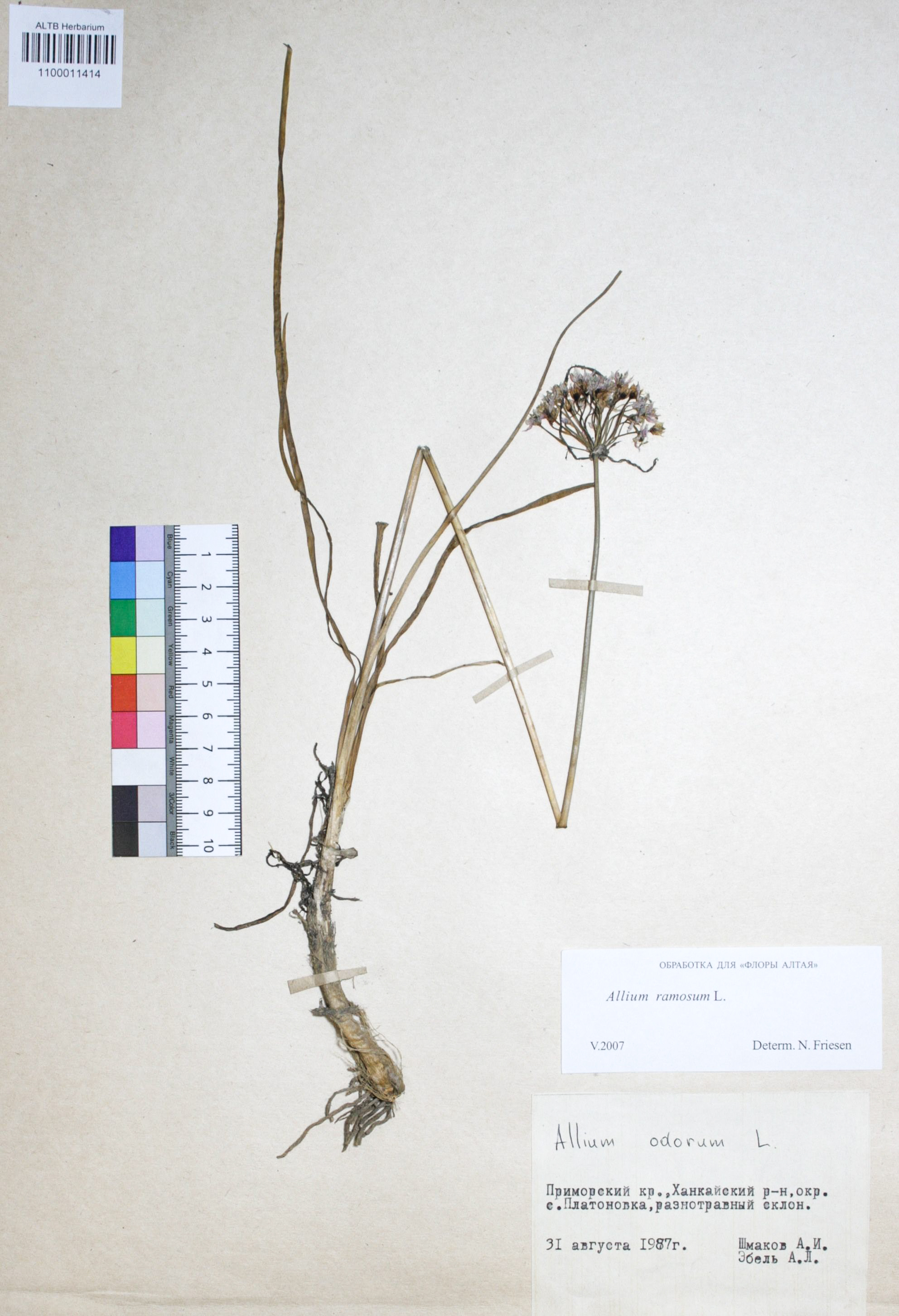 Allium ramosum L. 