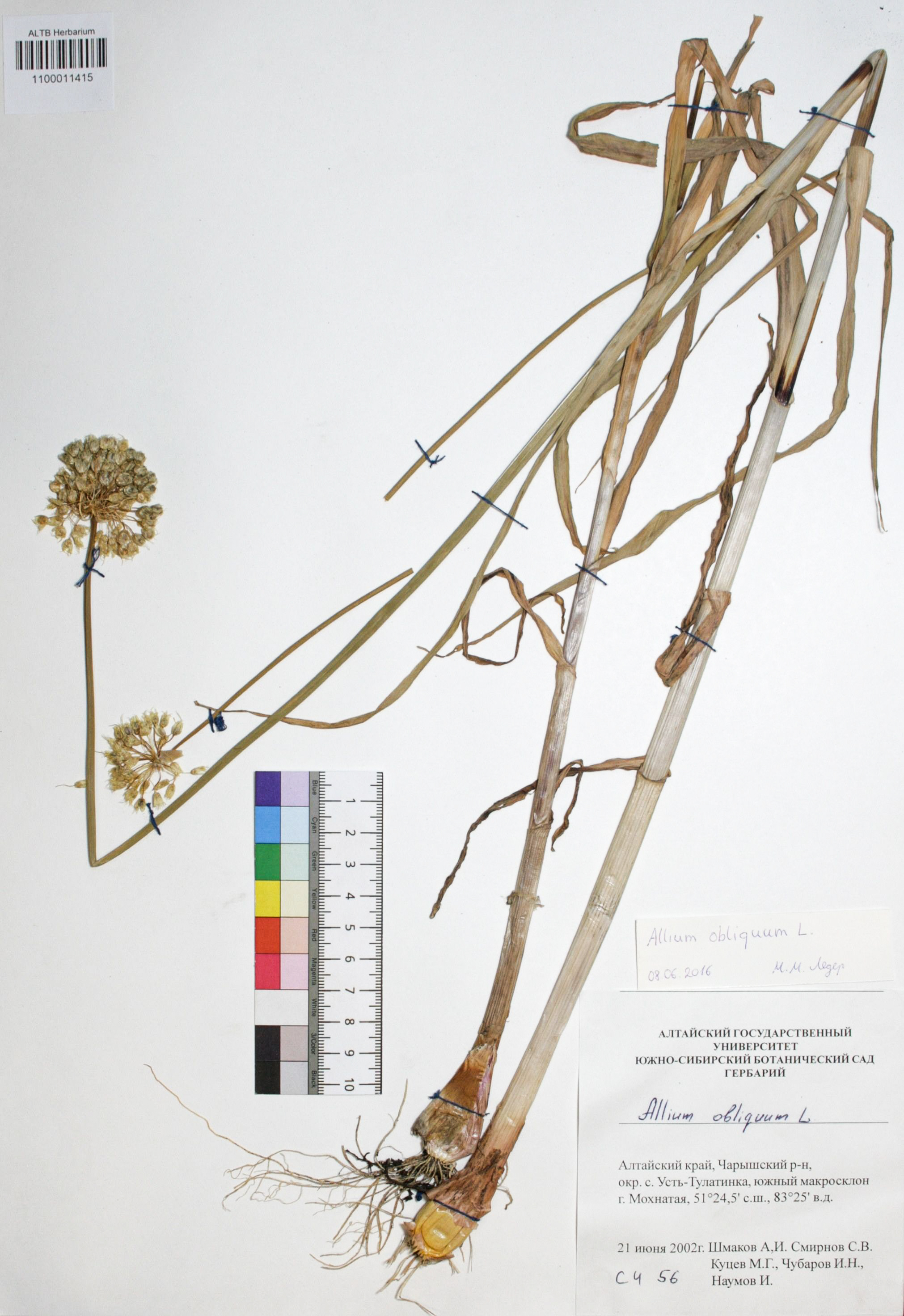 Allium obliquum L.