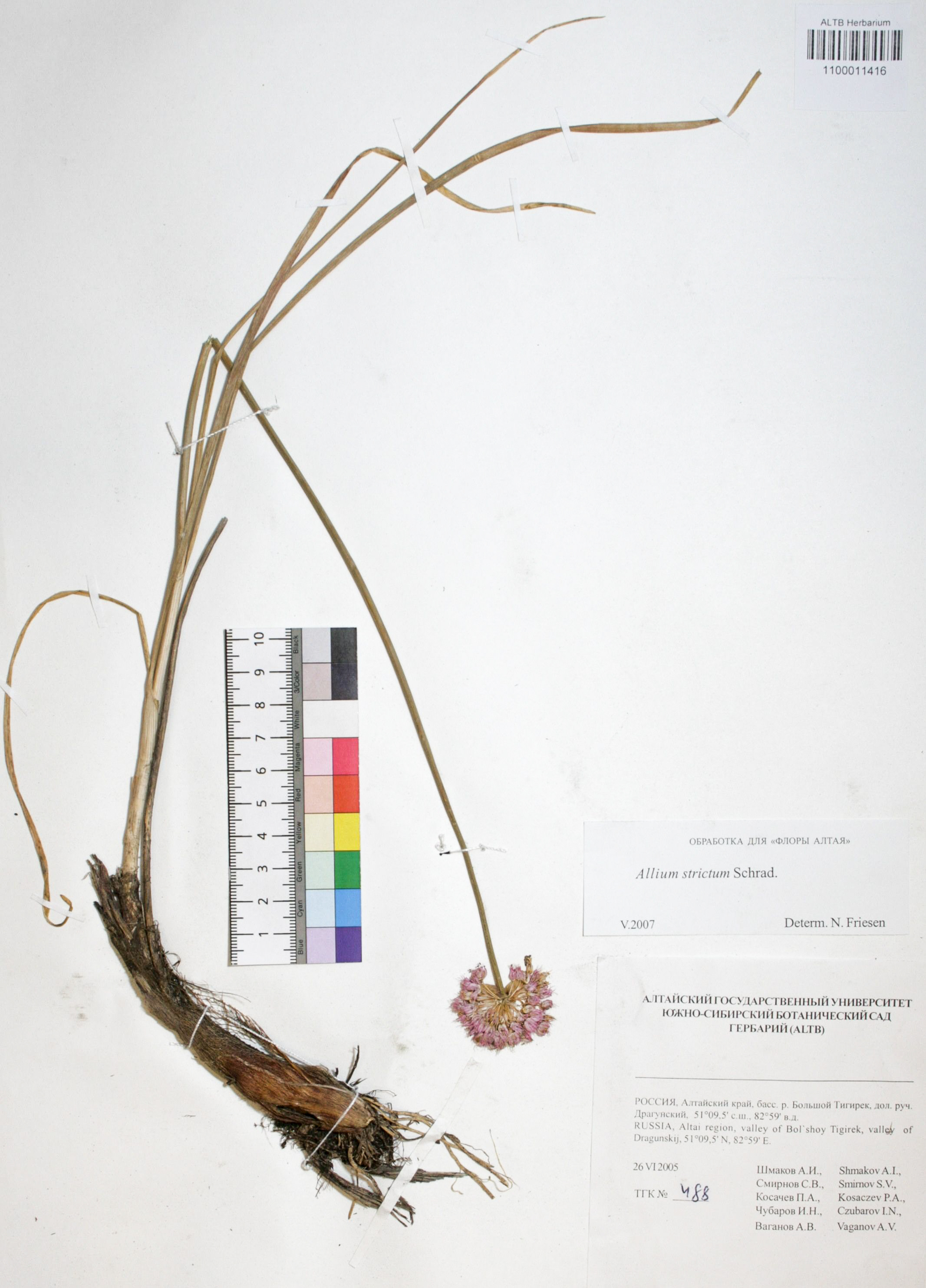 Allium strictum Schrad.