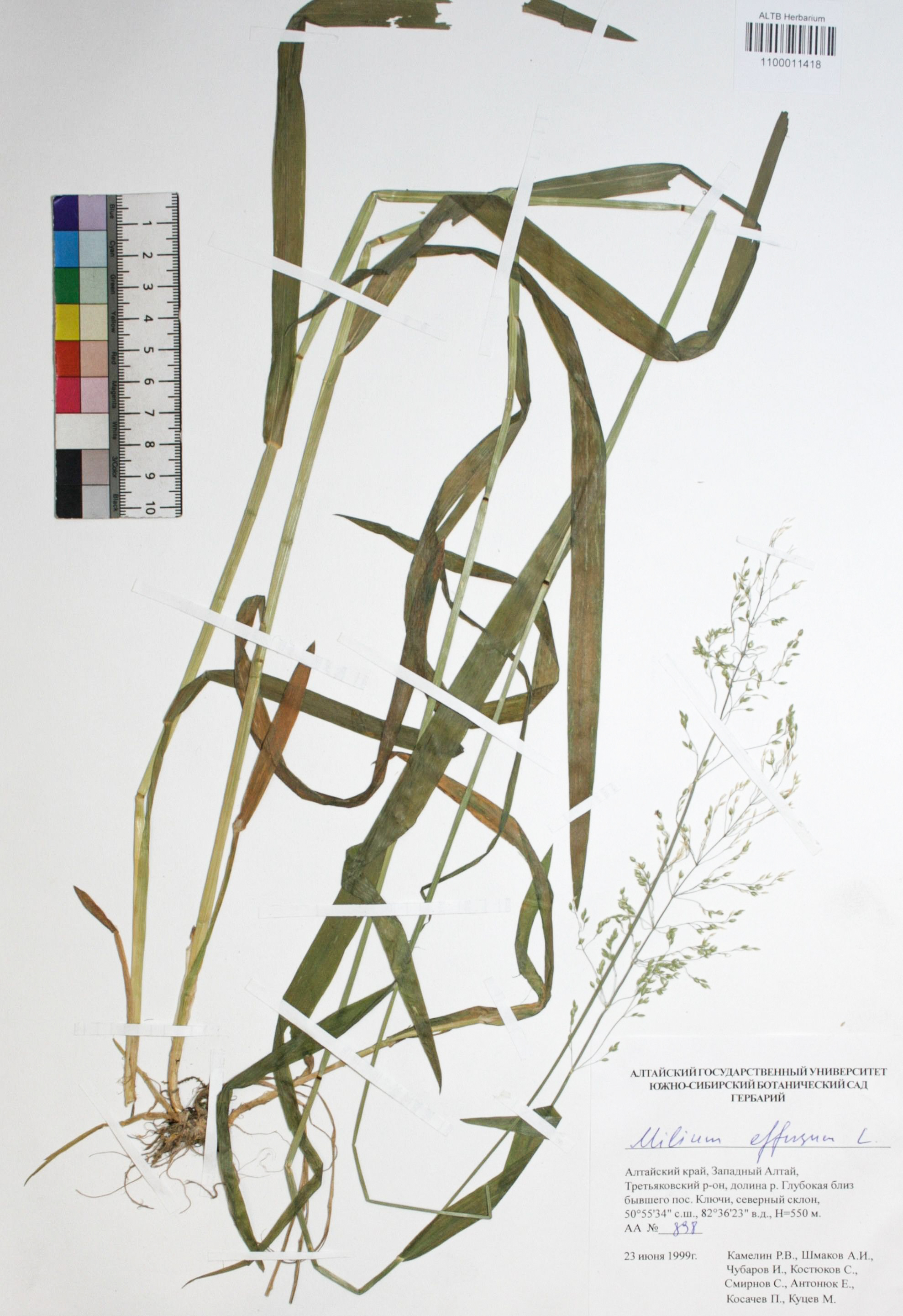 Milium effusum L.
