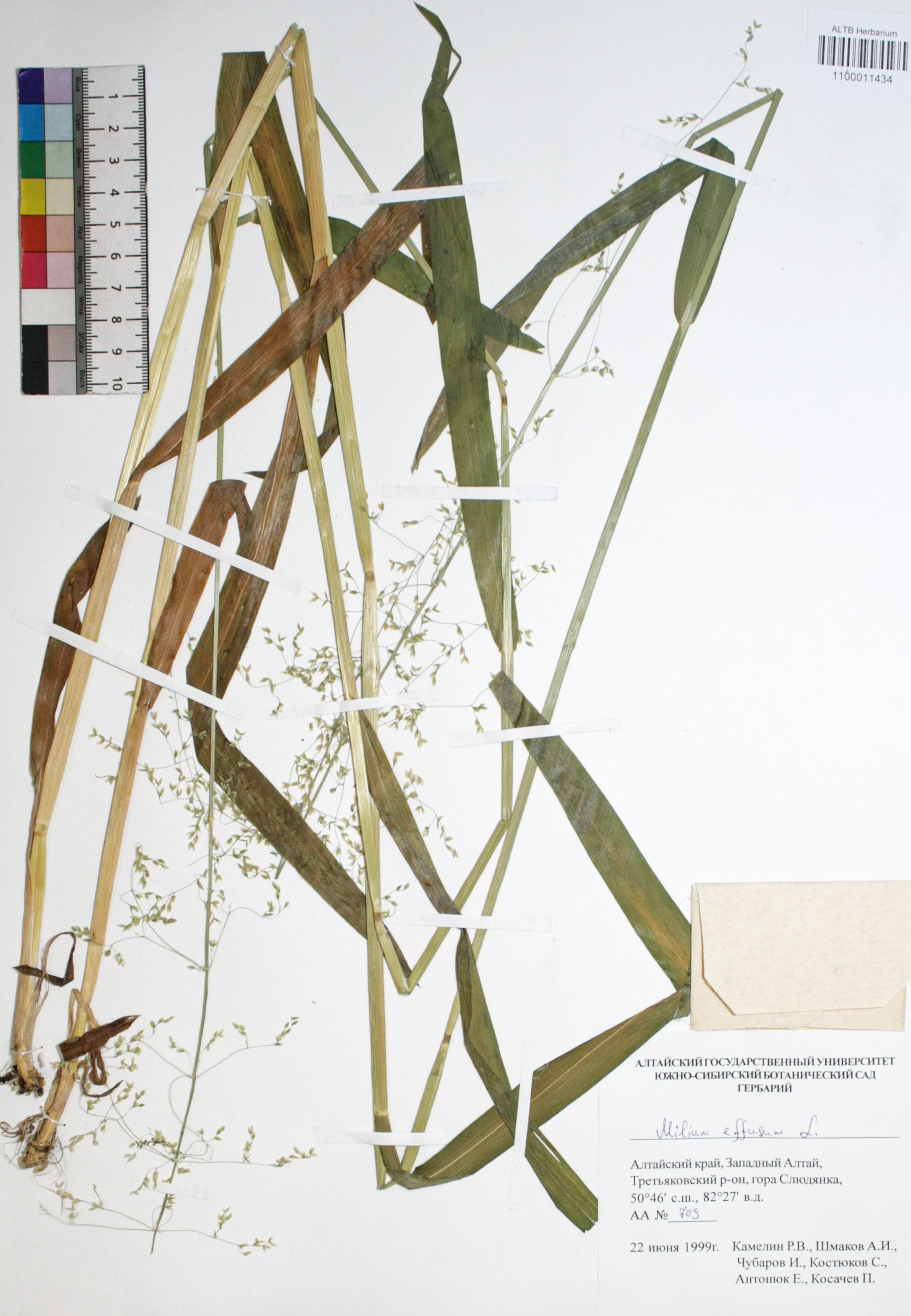 Milium effusum L.