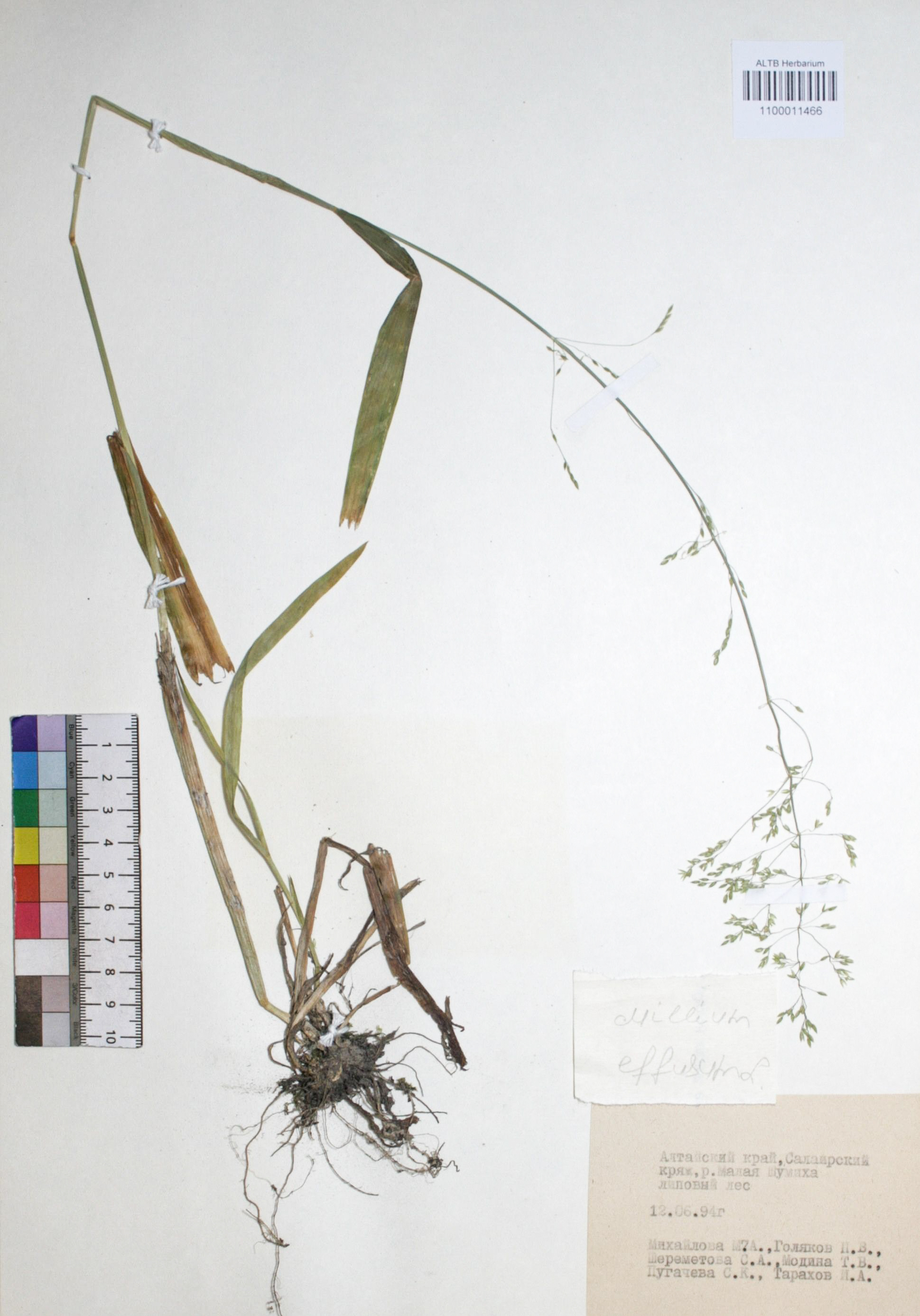 Milium effusum L.