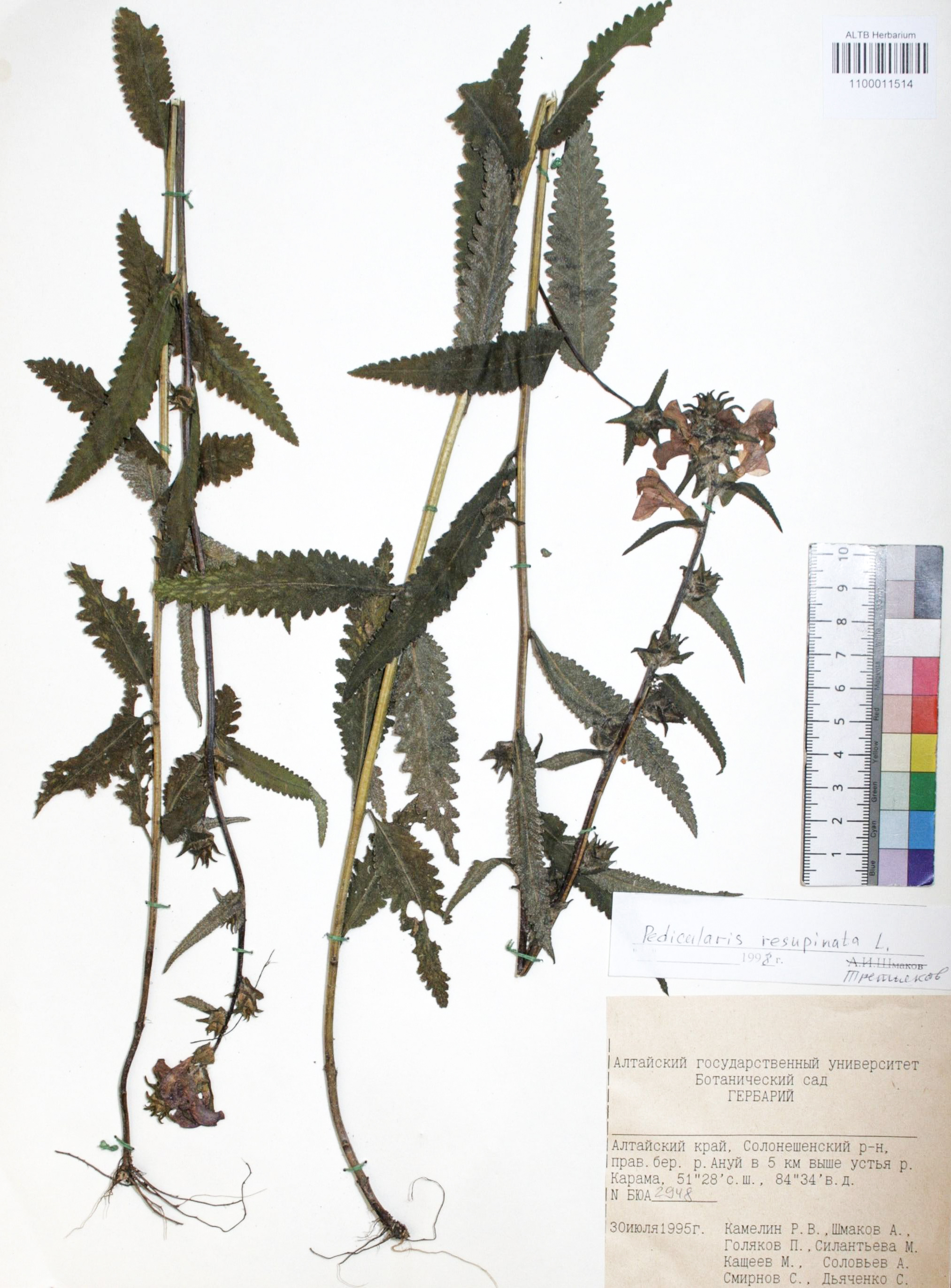 Pedicularis resupinata L.