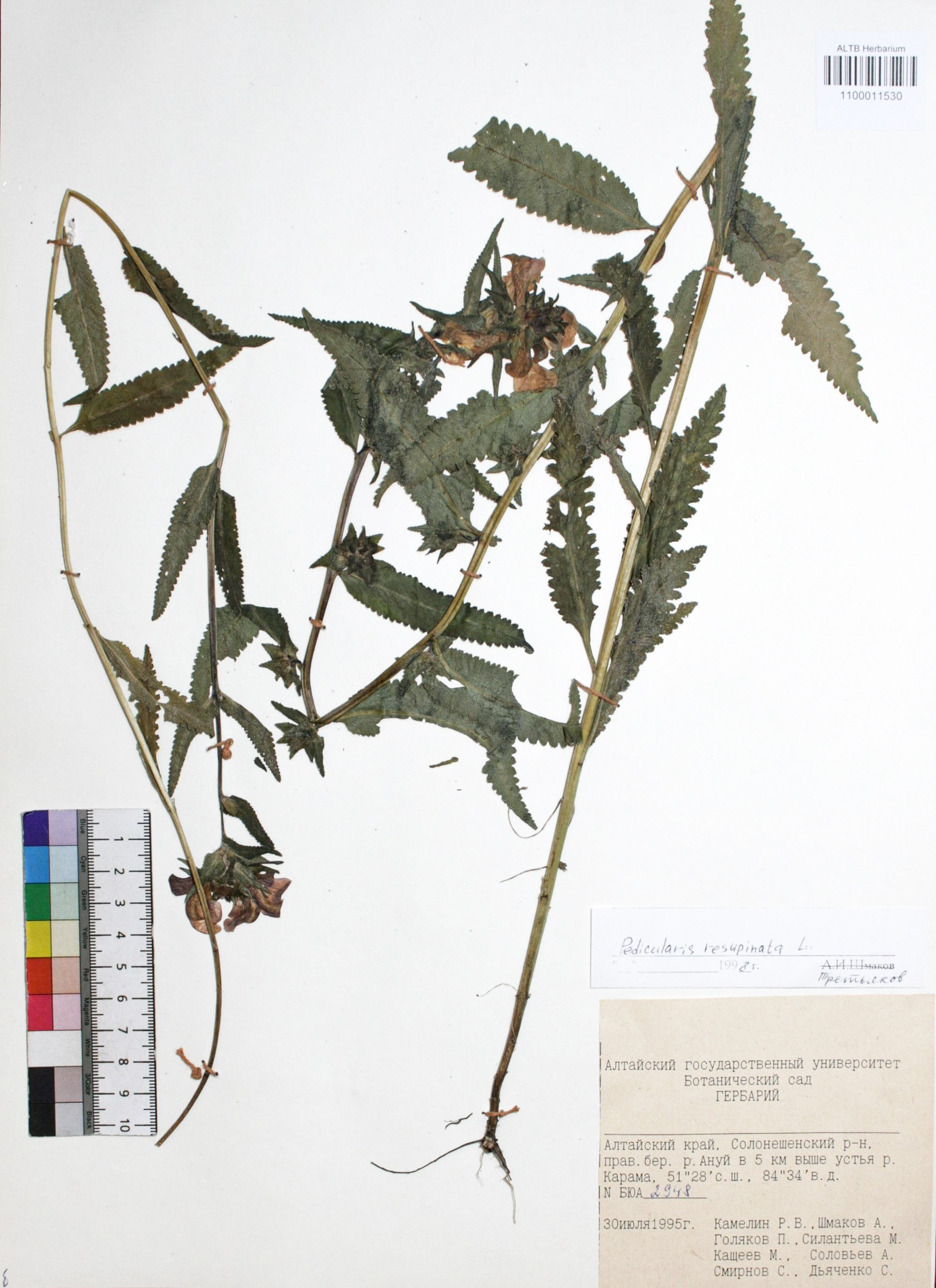 Pedicularis resupinata L.