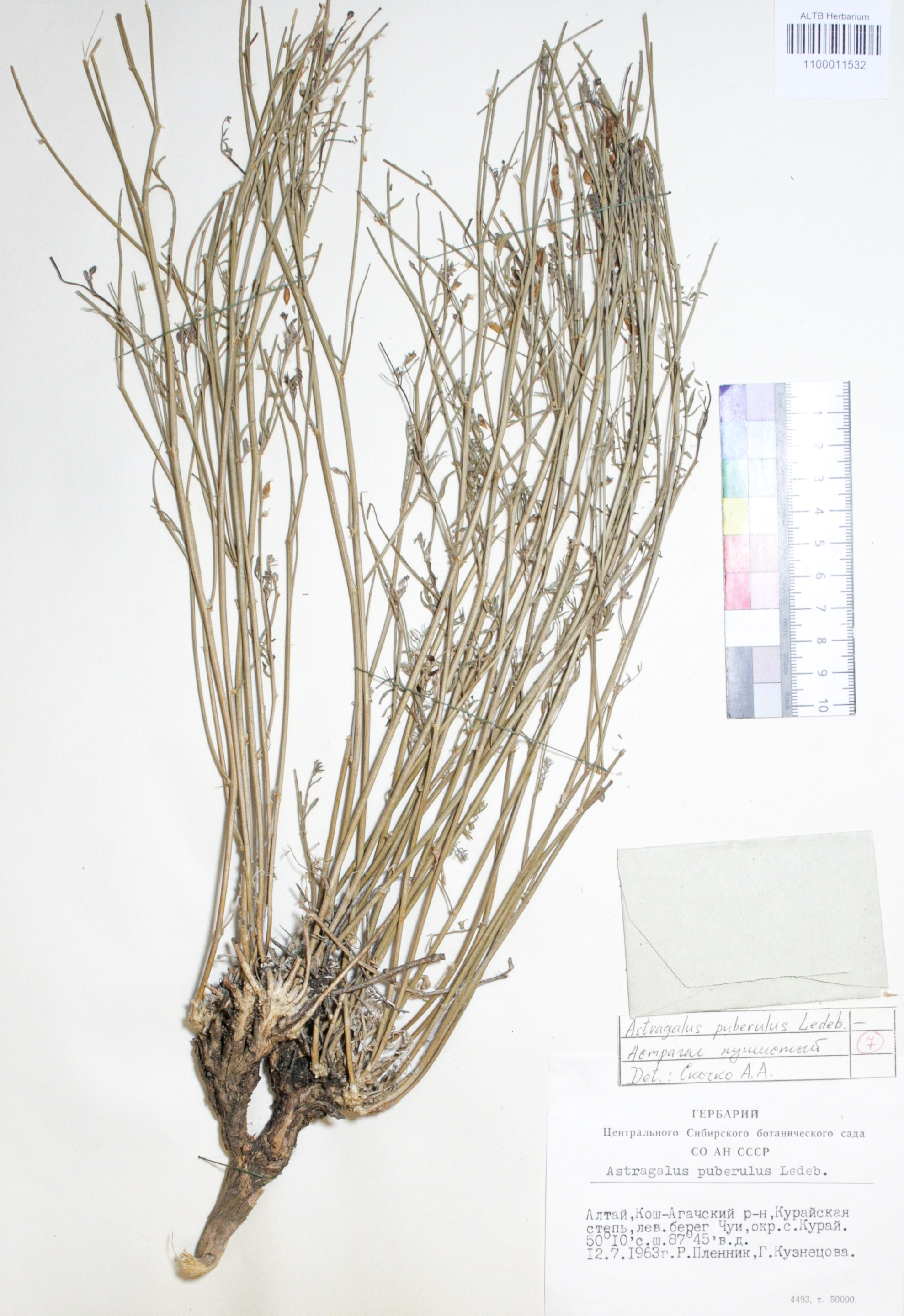 Astragalus puberulus Ledeb. 