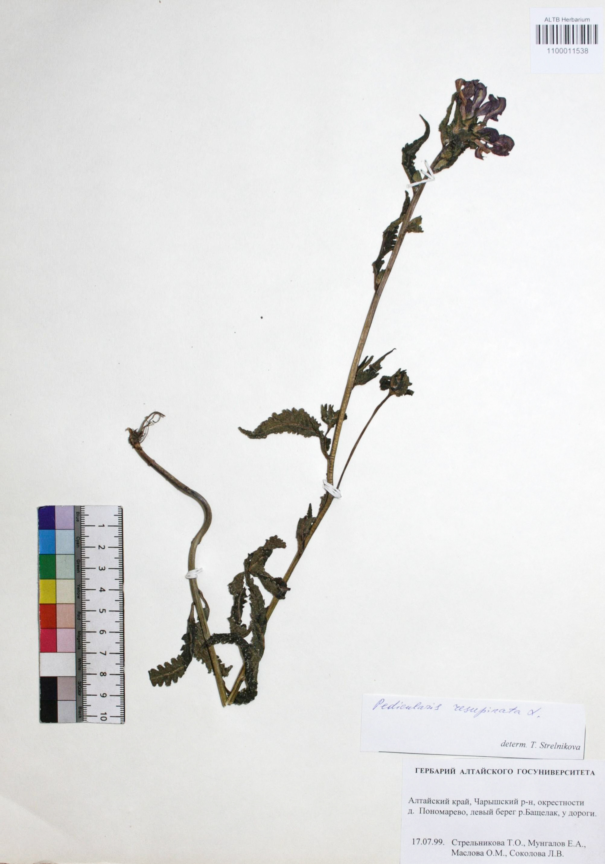 Pedicularis resupinata L.