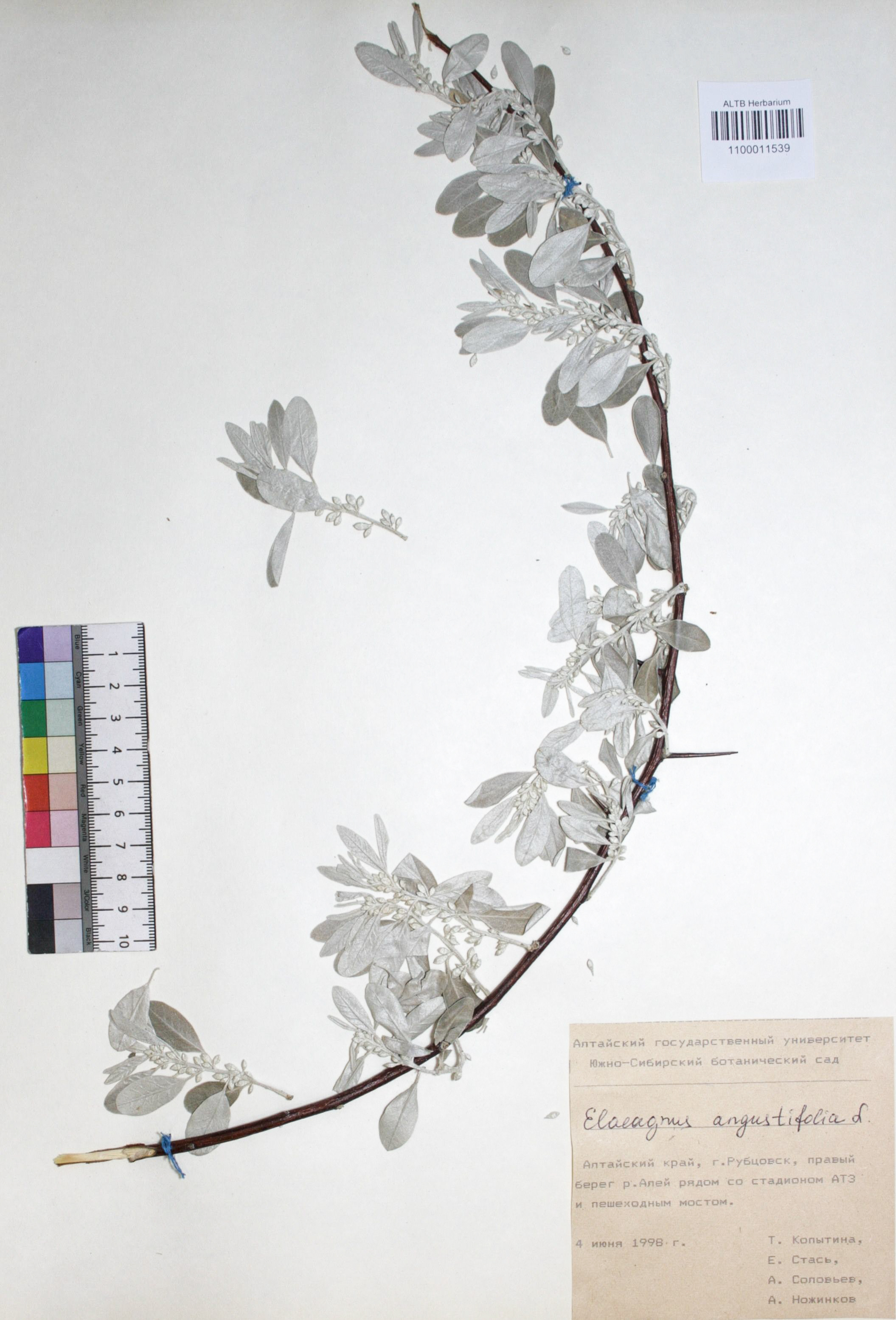 Elaeagnus angustifolia L.