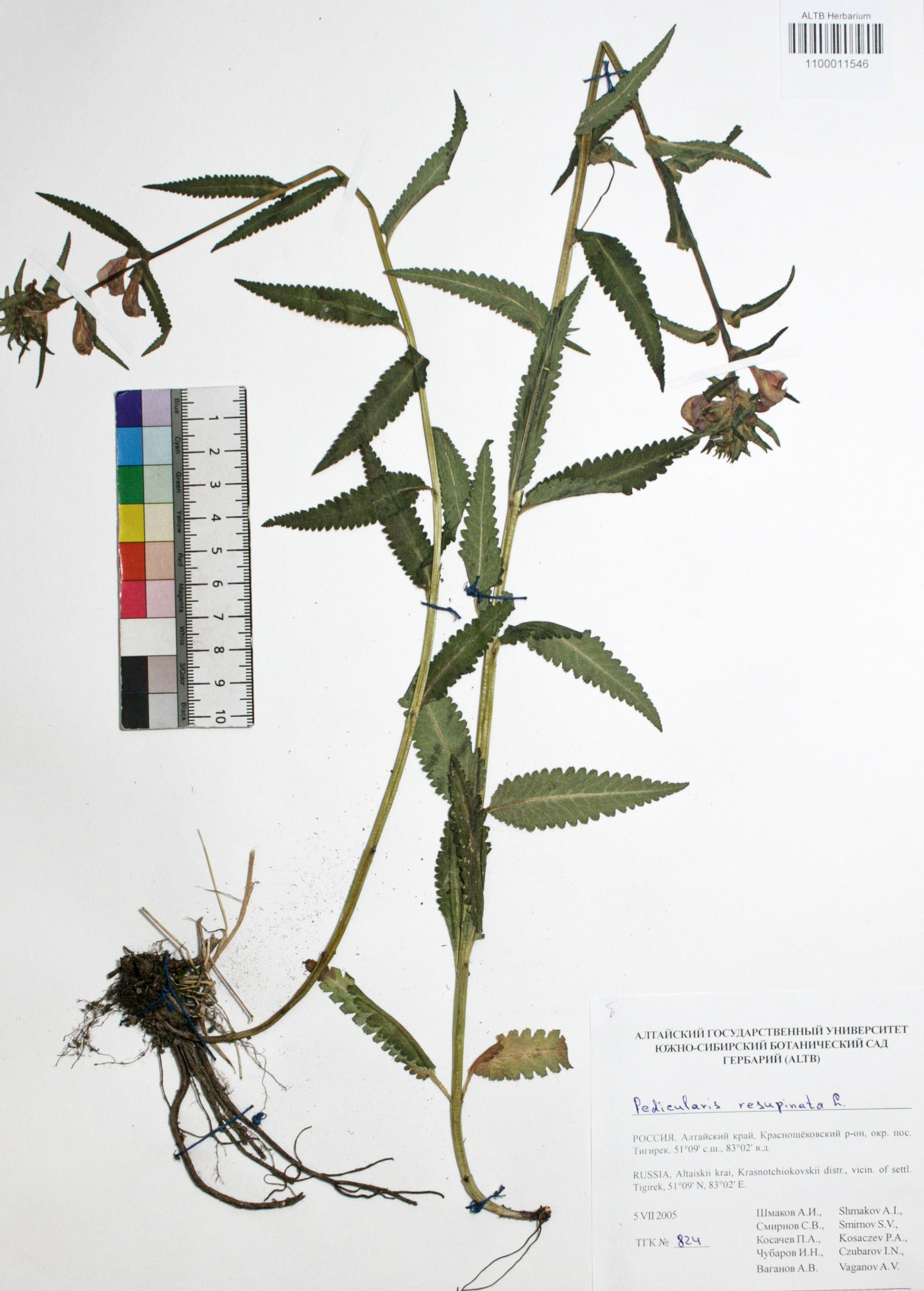 Pedicularis resupinata L.